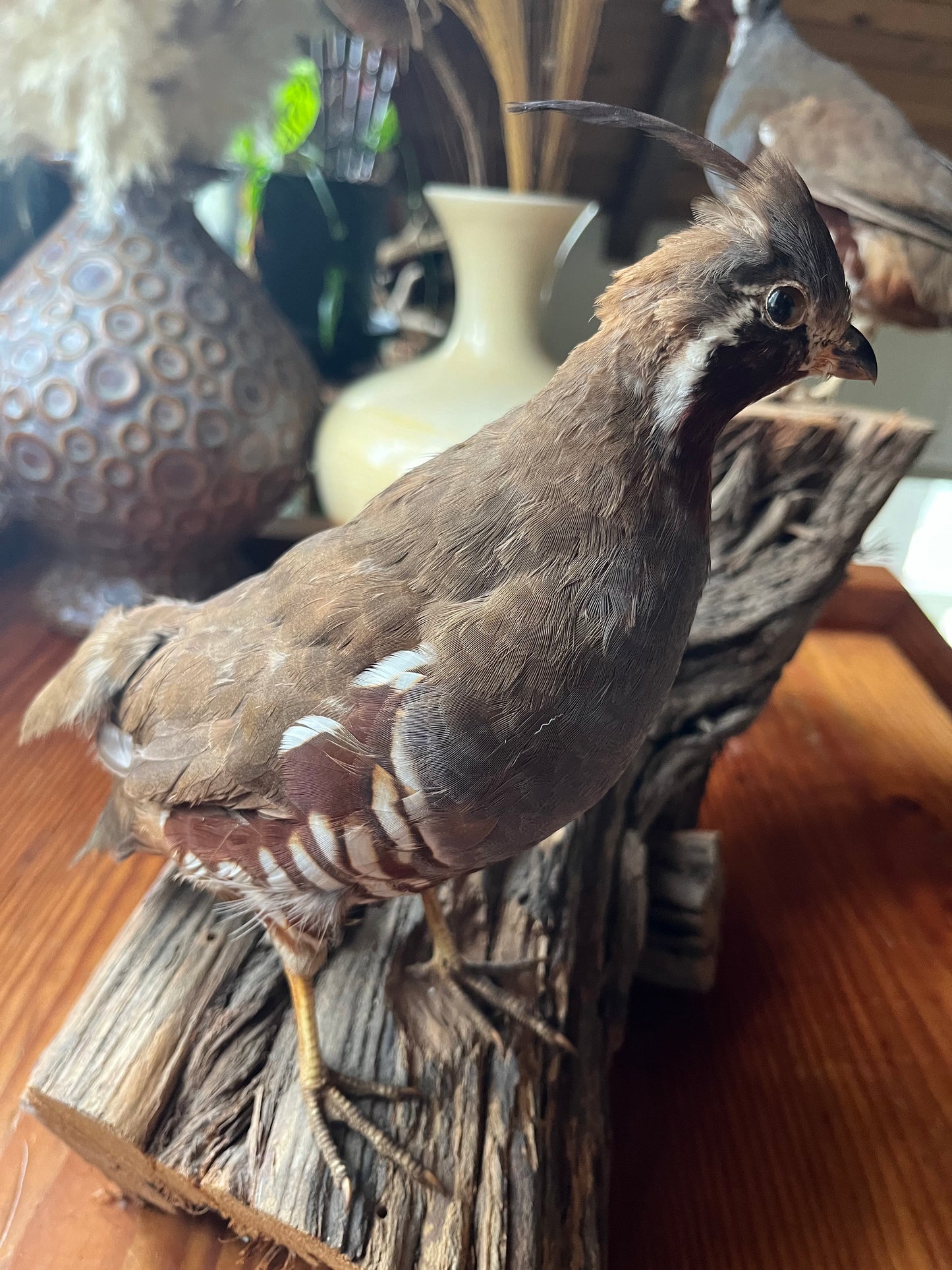 Pair of vintage taxidermy quail