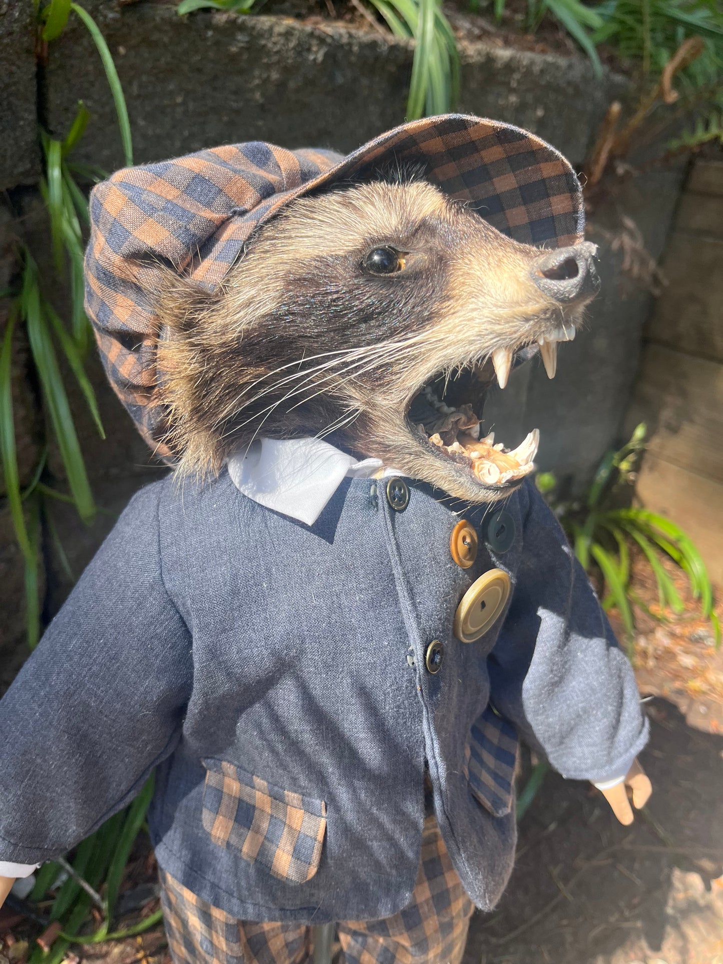 Dapper raccoon