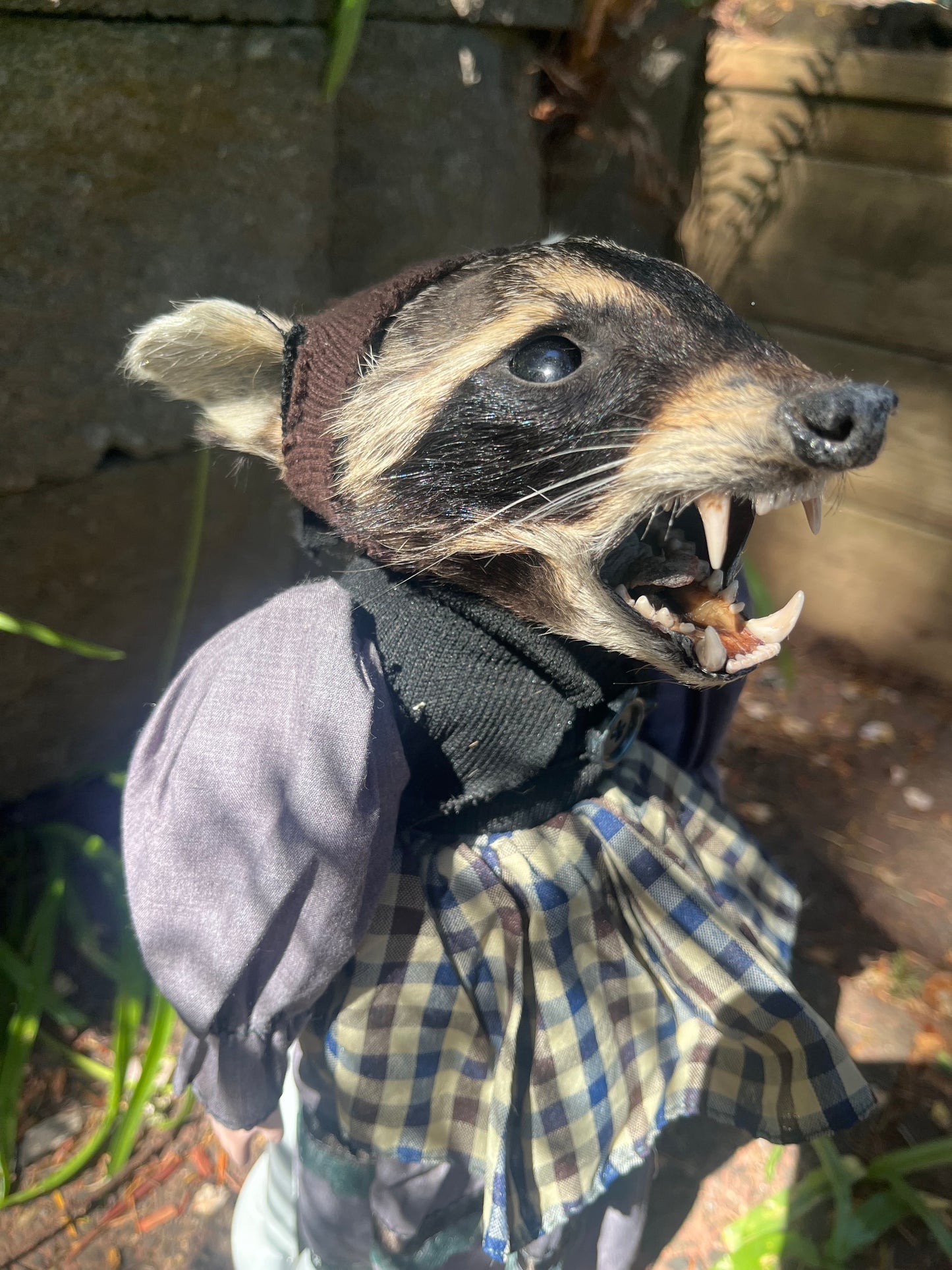 Taxidermy Art doll: raccoon