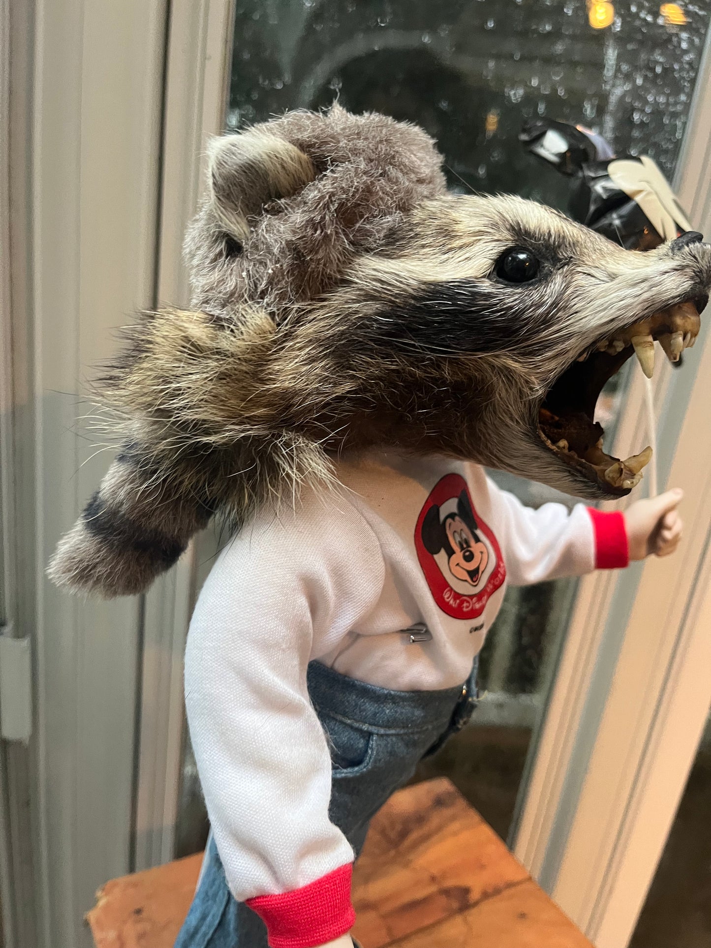 Disney raccoon