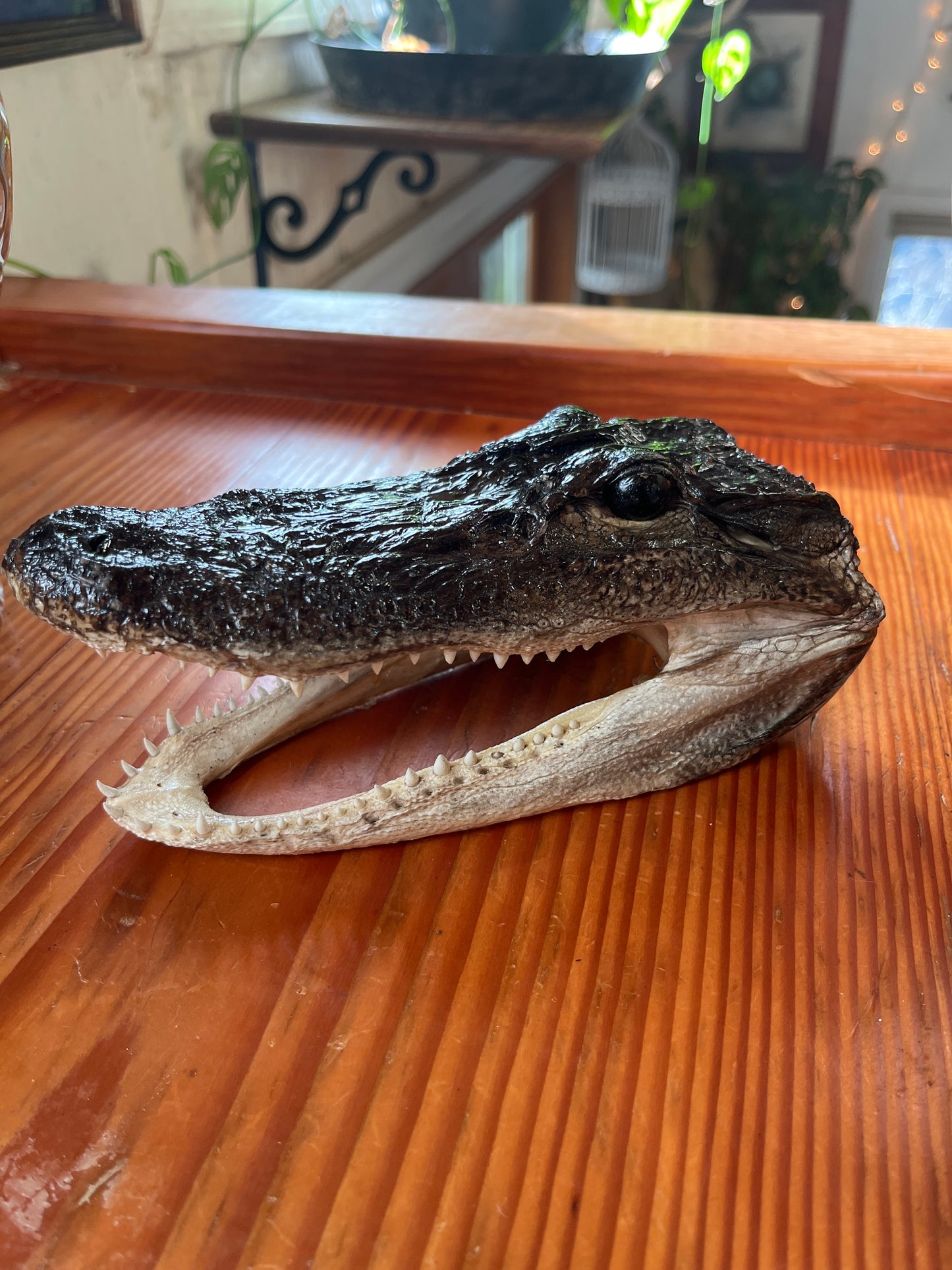 Taxidermy gator head