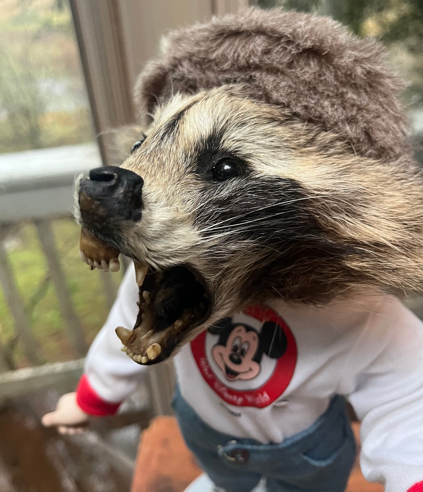 Disney raccoon