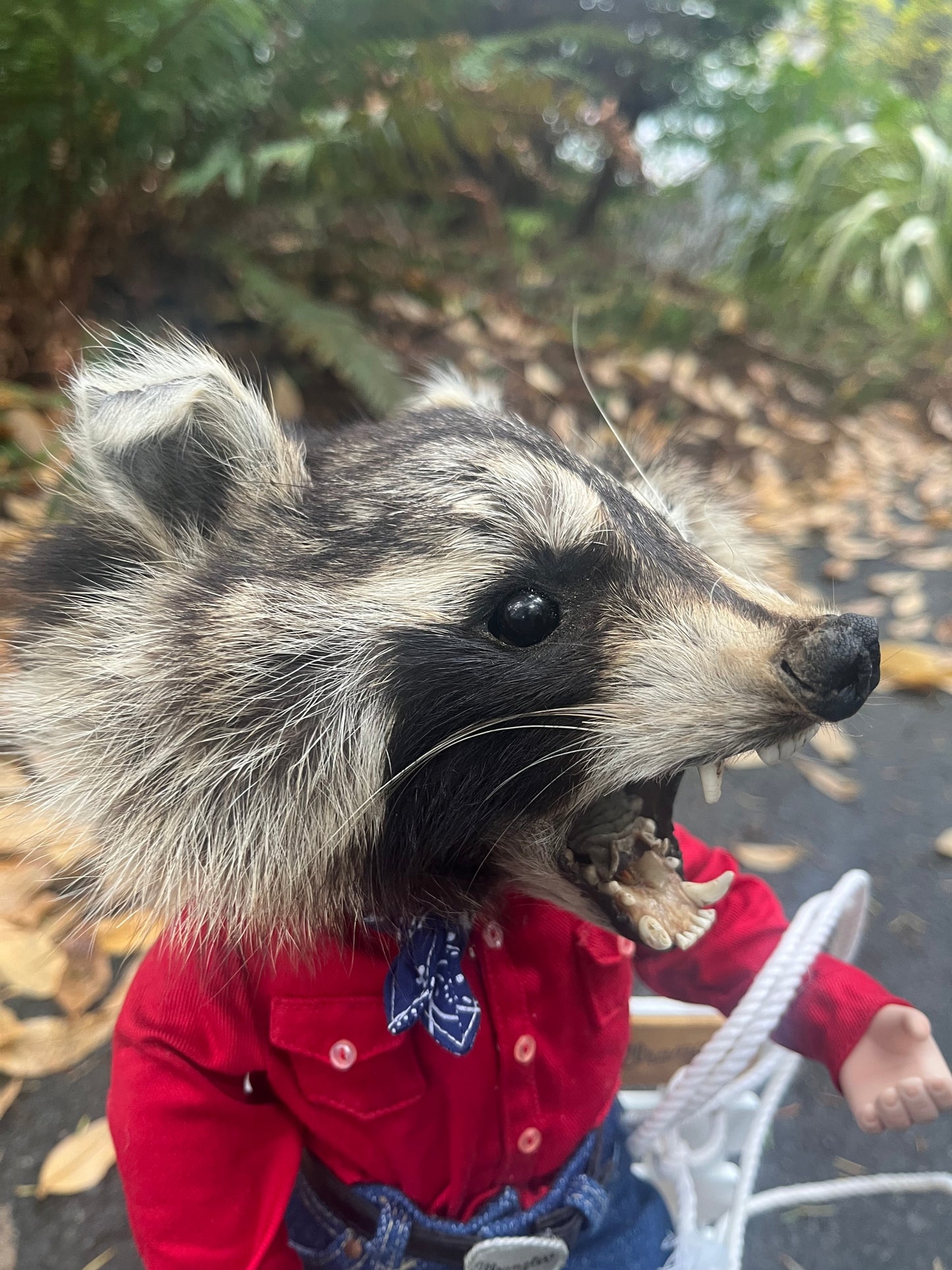 Cowboy Raccoon