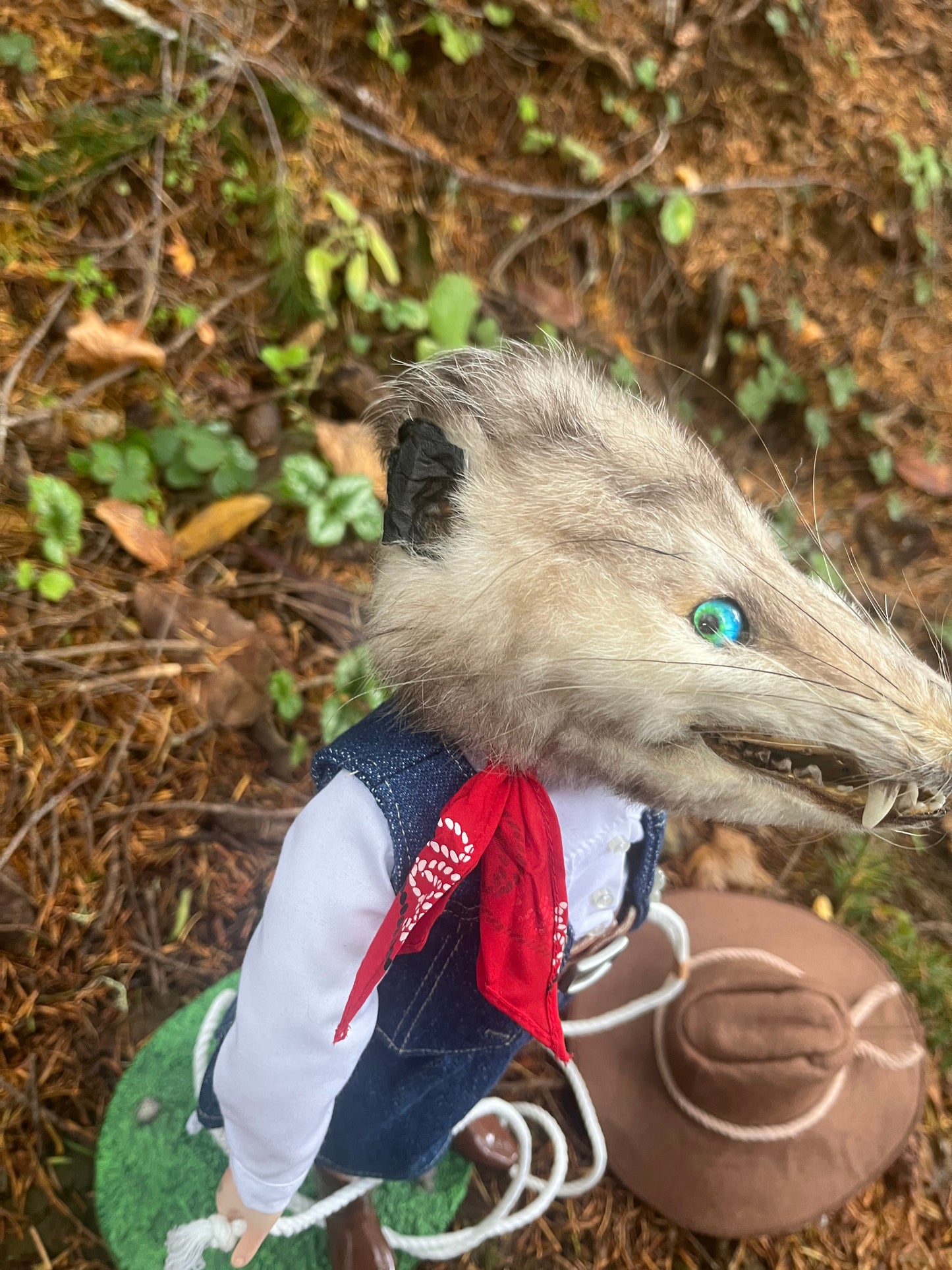 Opossum Cowgirl
