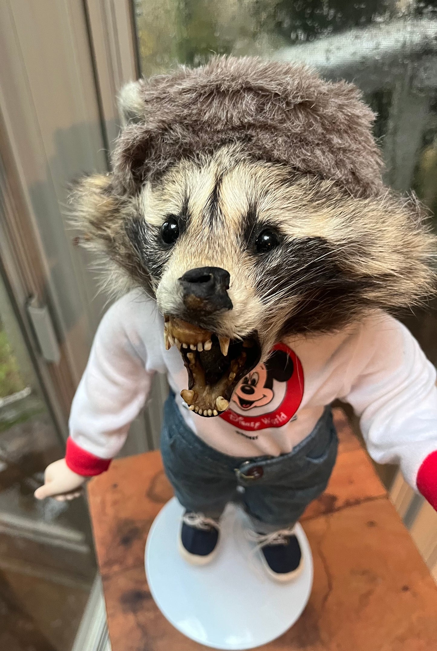 Disney raccoon
