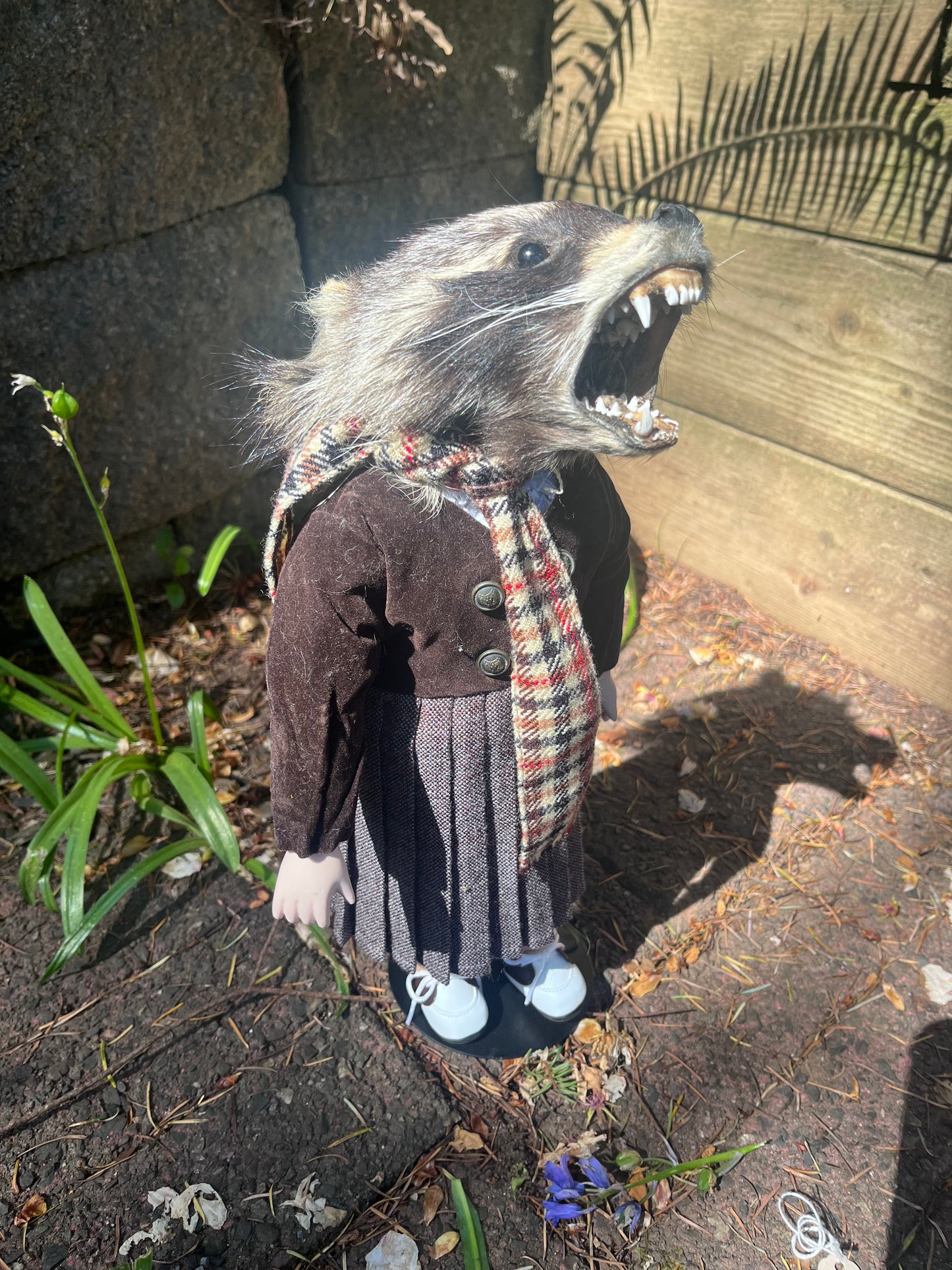 Orphan raccoon