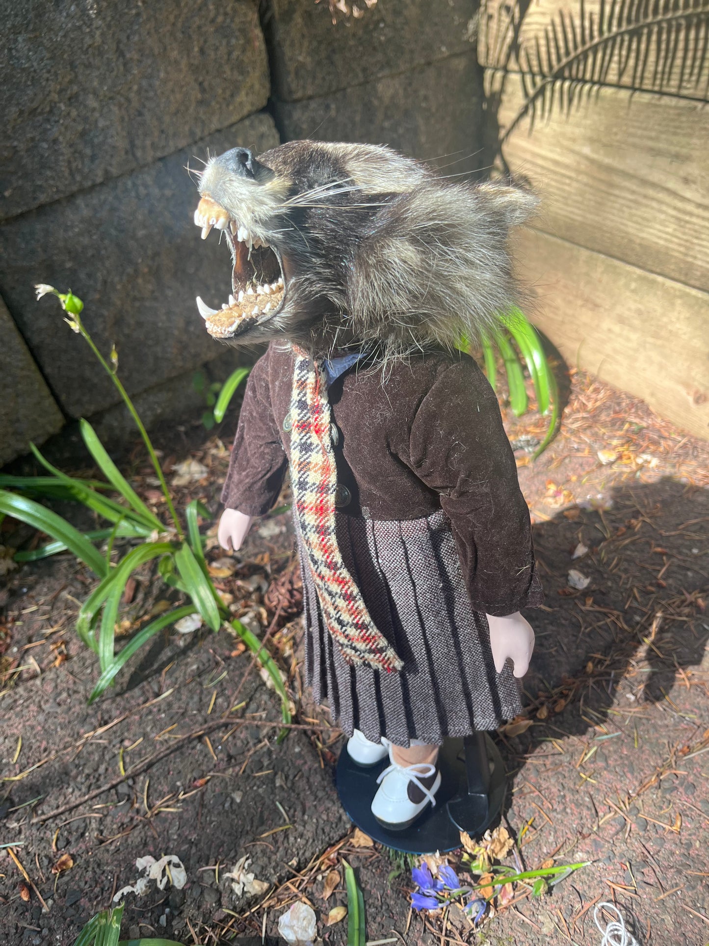 Orphan raccoon