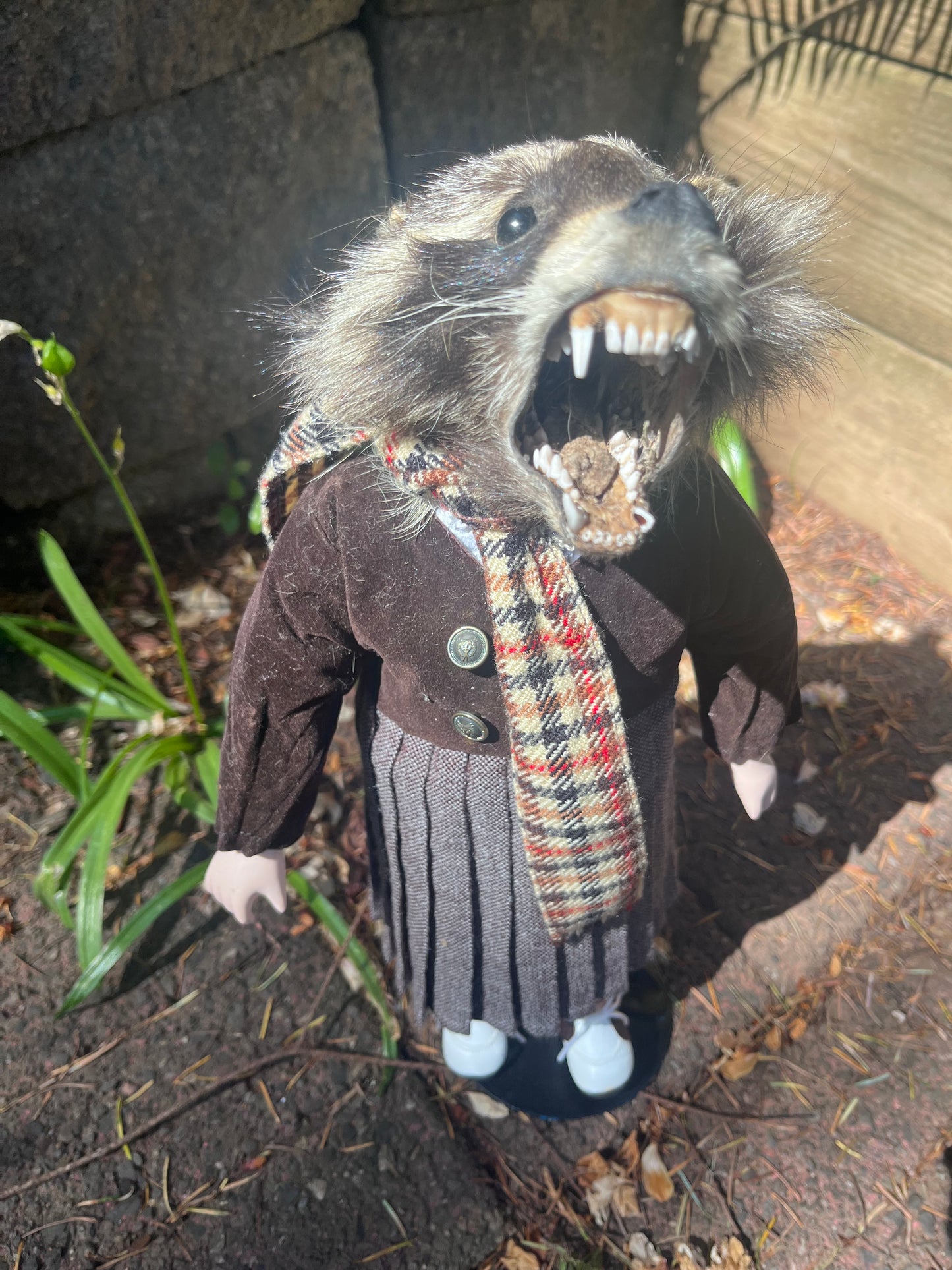 Orphan raccoon