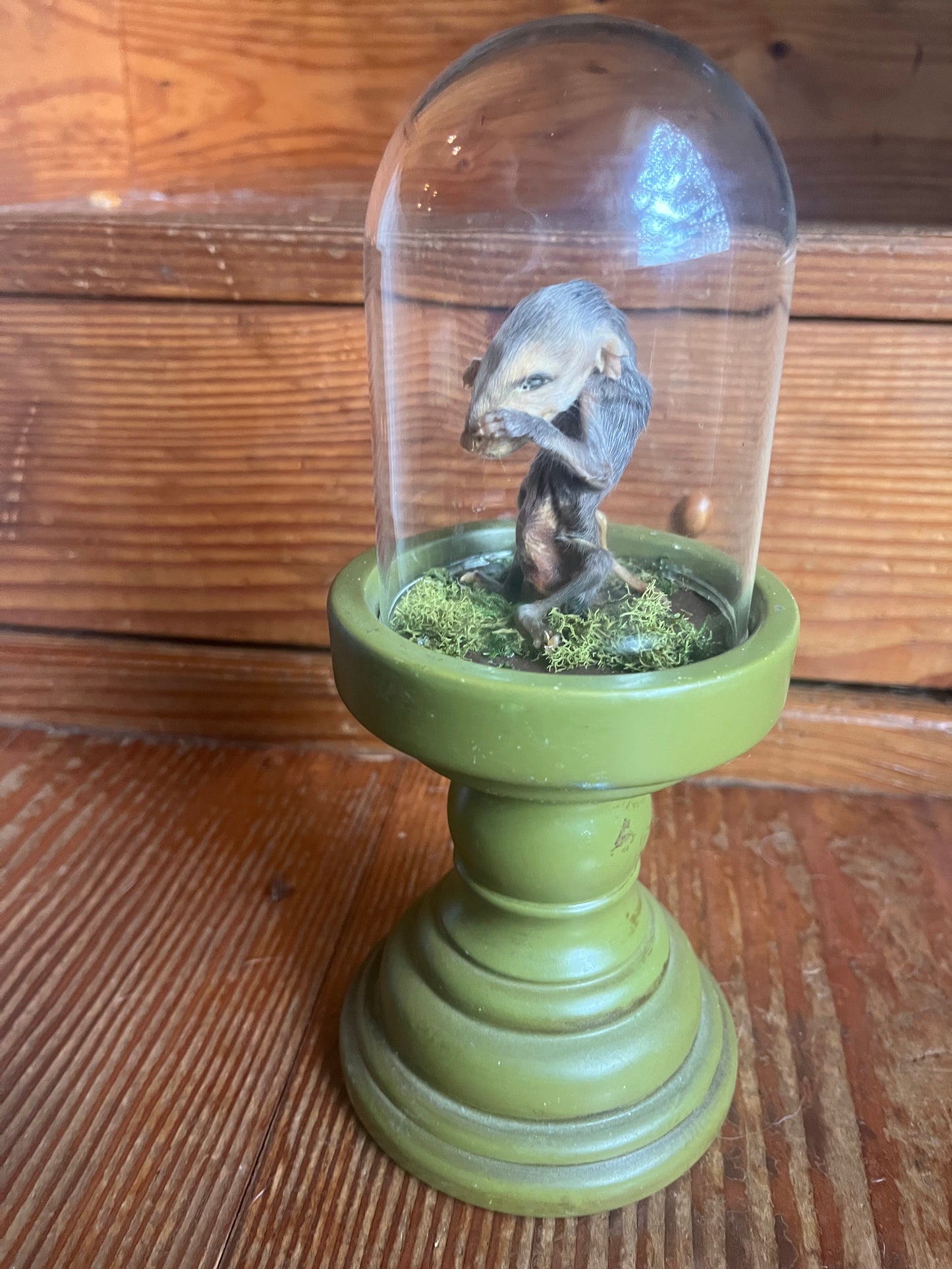 Mummified baby opossum in dome