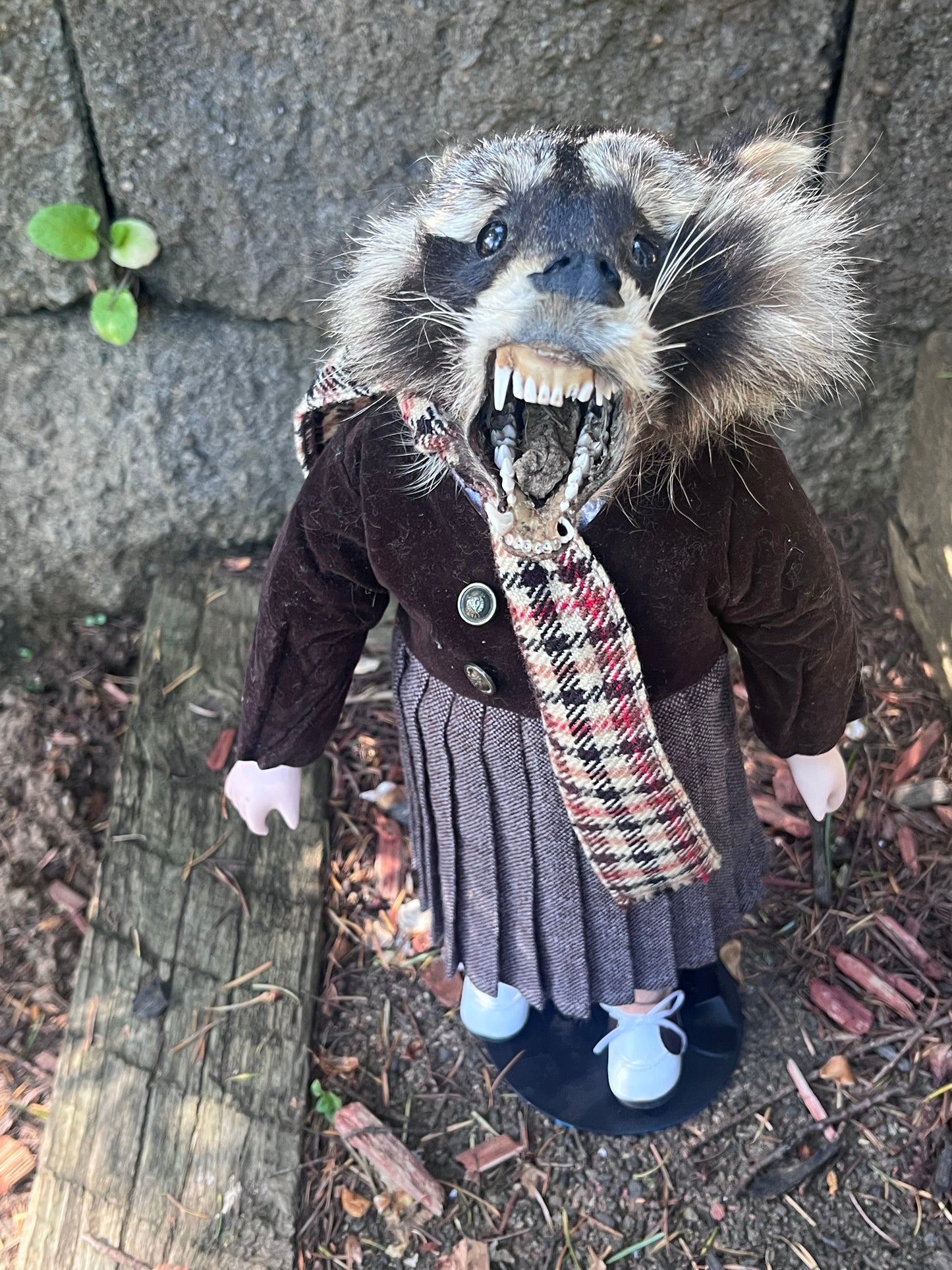 Orphan raccoon
