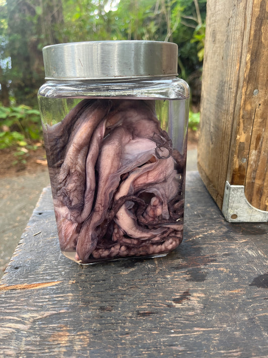 Preserved octopus wet specimen