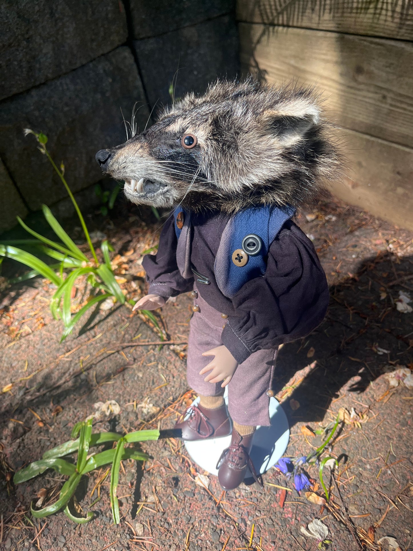 Button Eye Raccoon