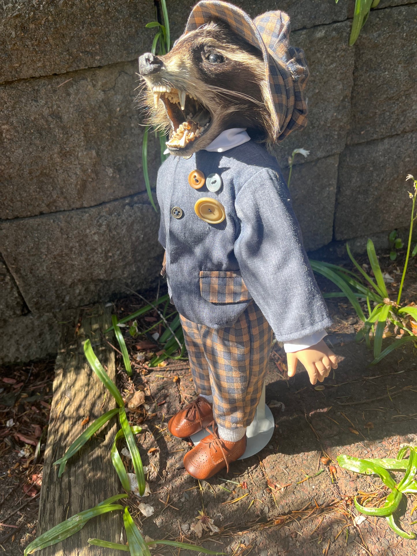 Dapper raccoon