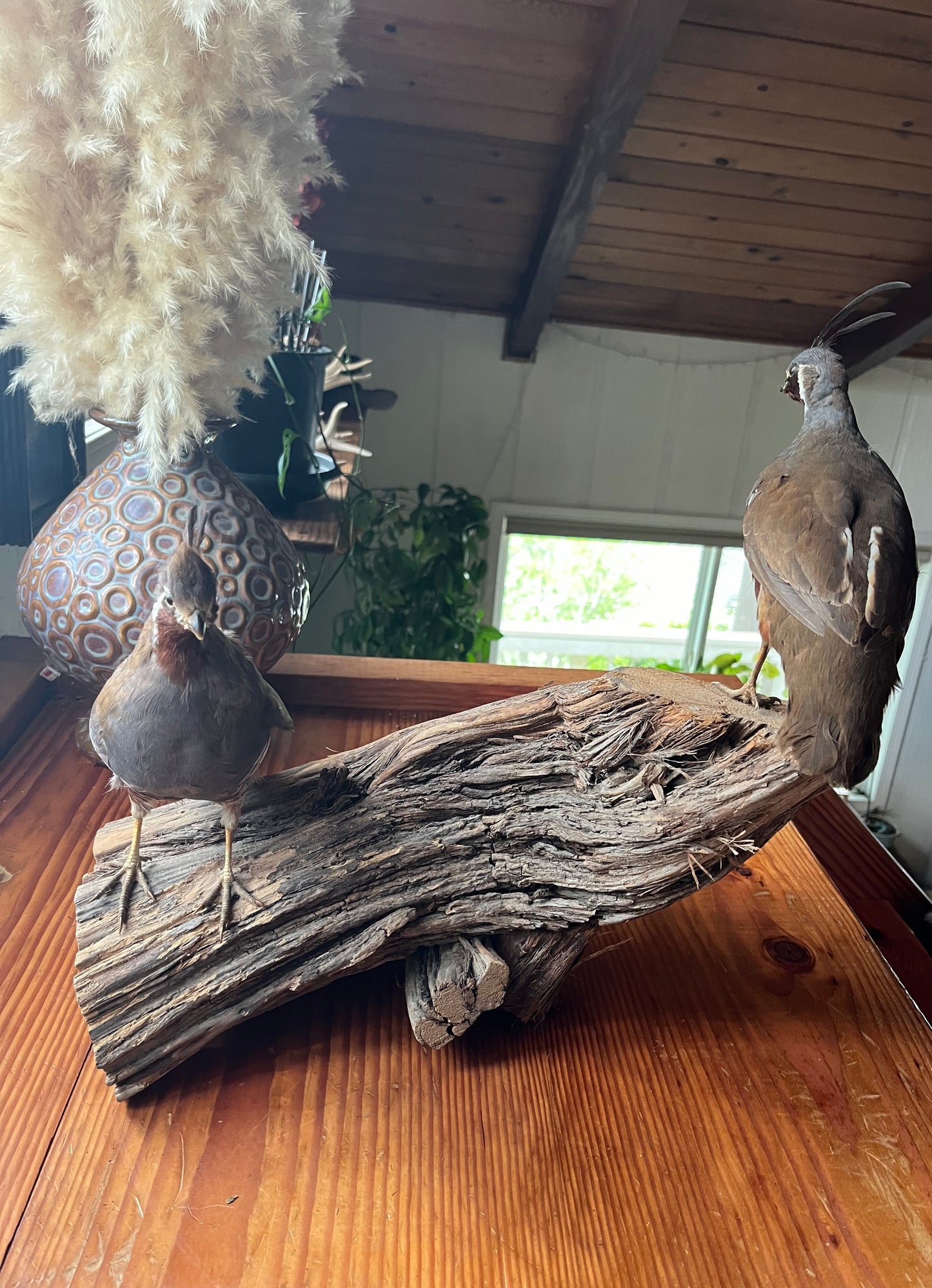 Pair of vintage taxidermy quail