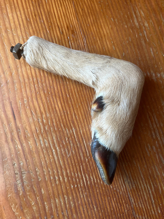 Deer Hoof