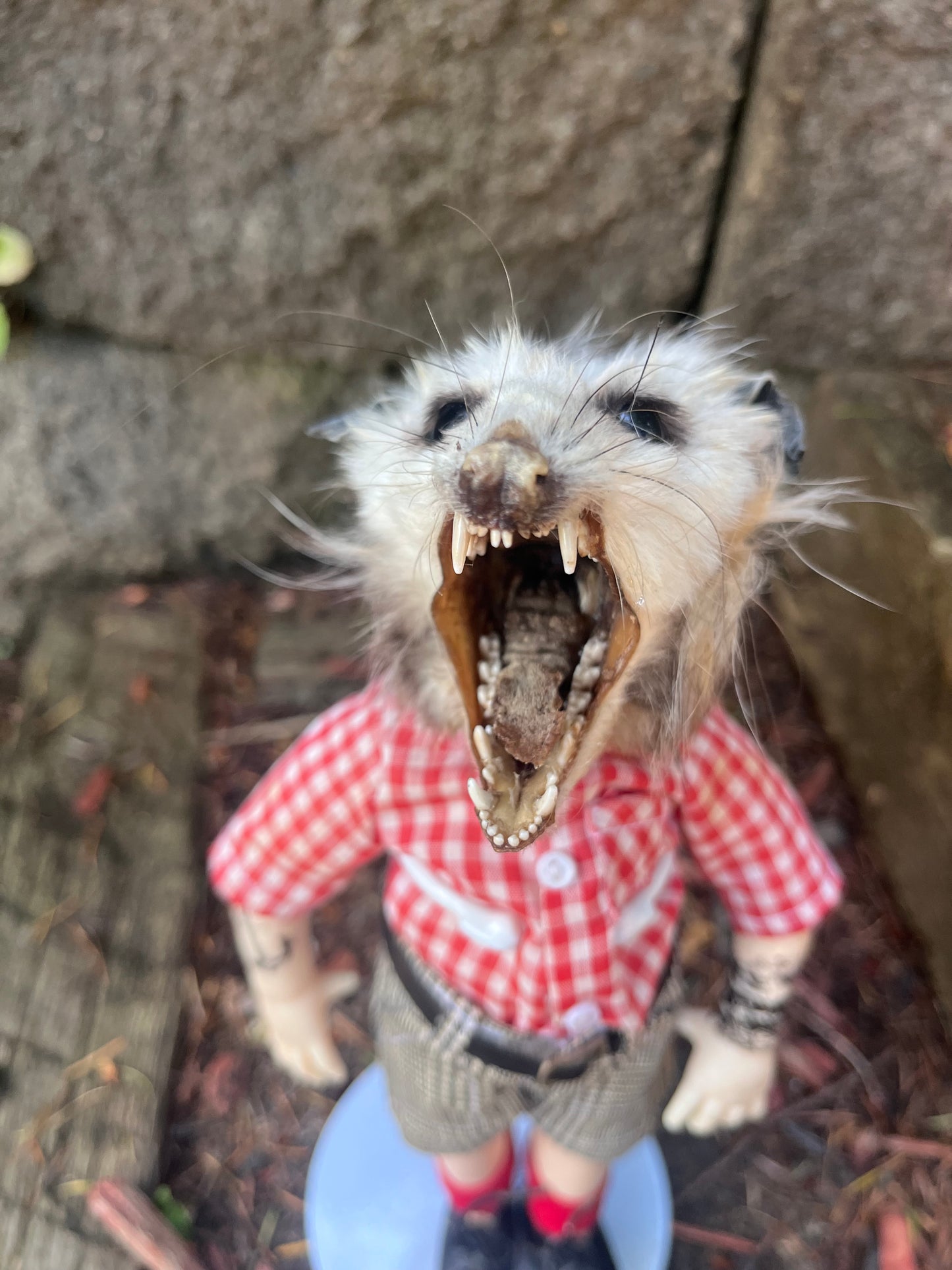 Hardcore opossum
