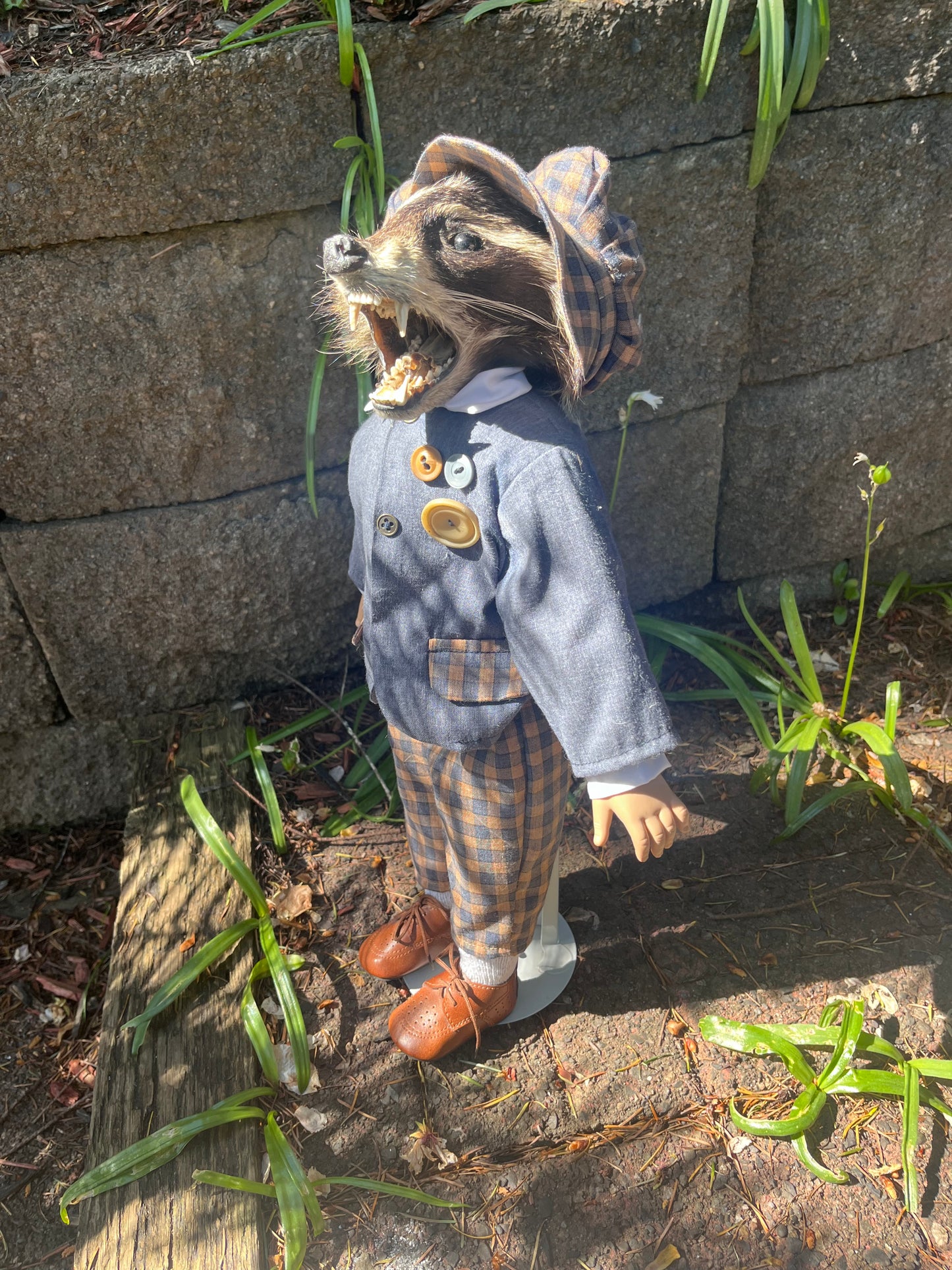 Dapper raccoon
