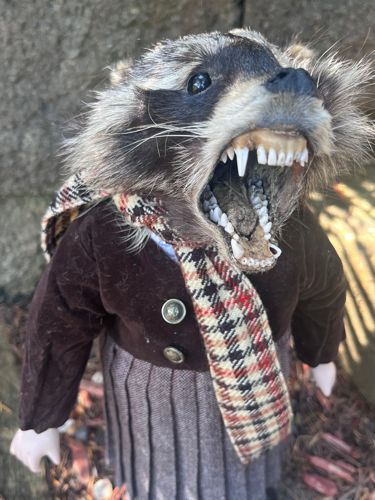 Orphan raccoon