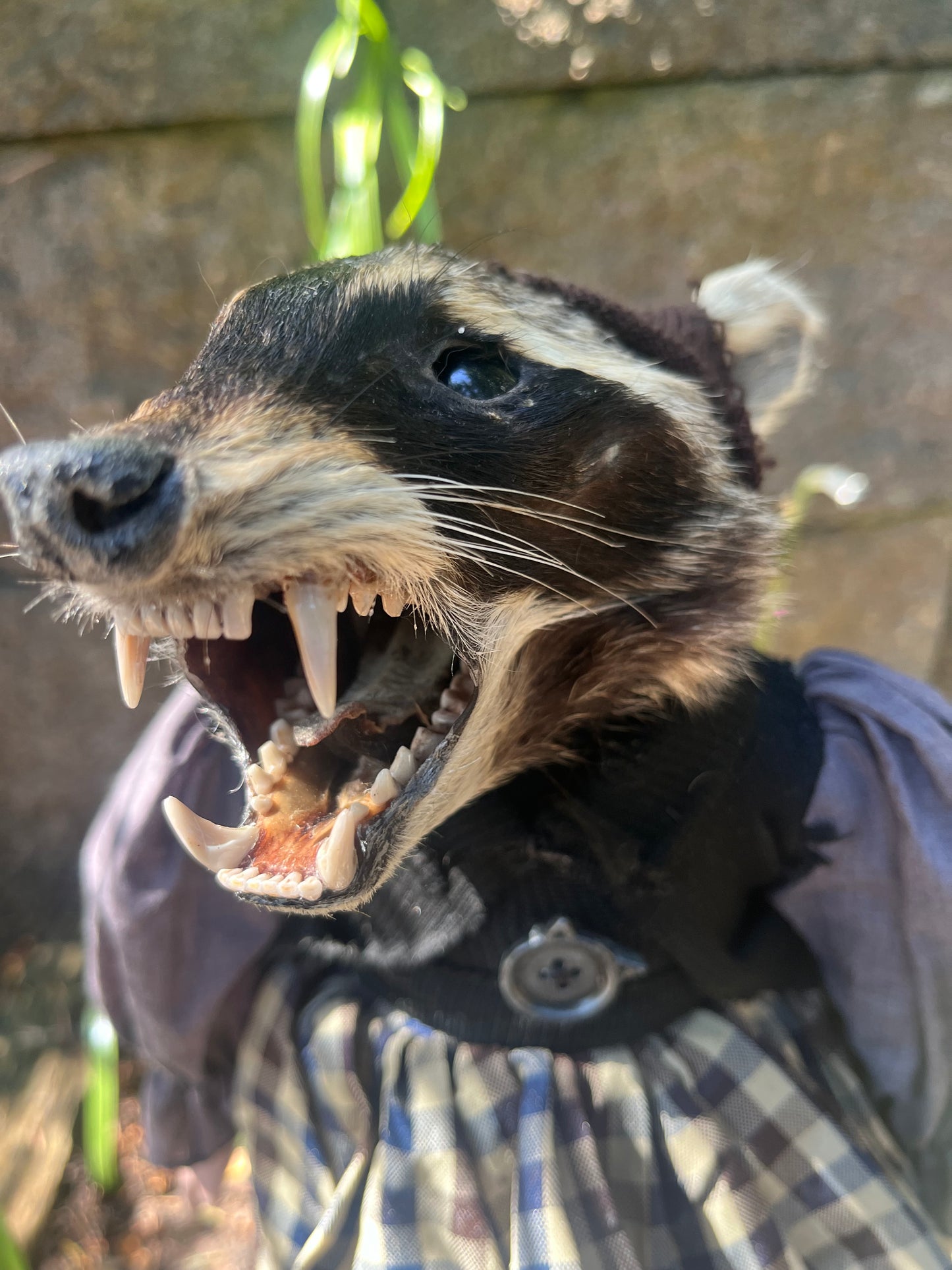 Taxidermy Art doll: raccoon