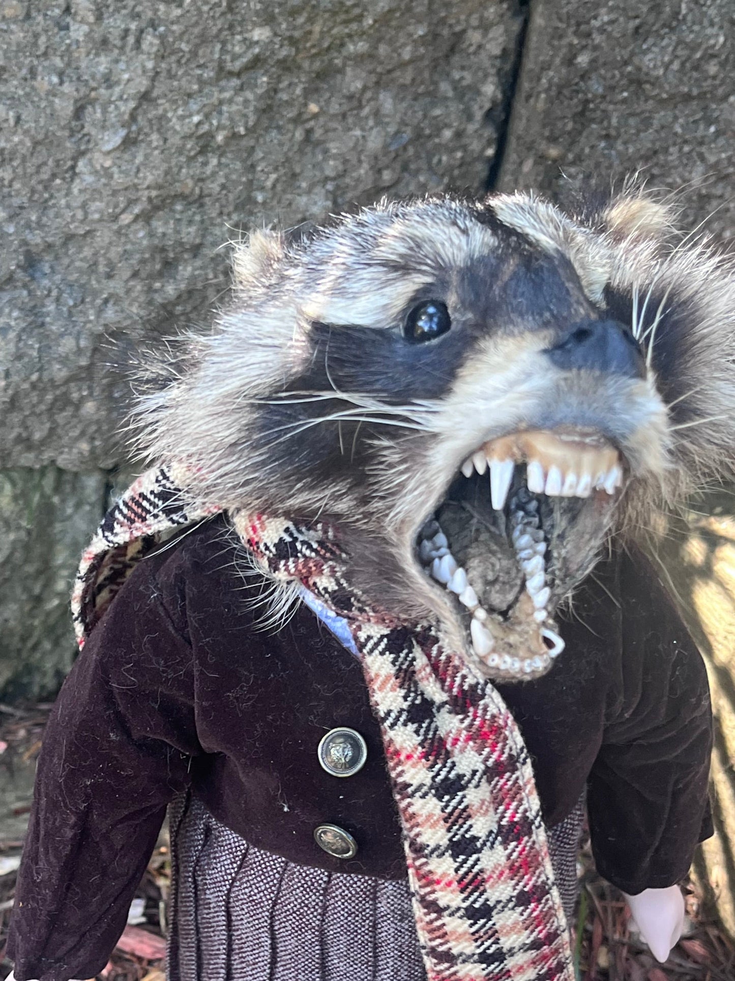 Orphan raccoon