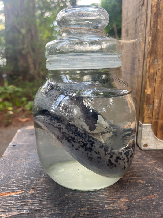 Lamprey wet specimen