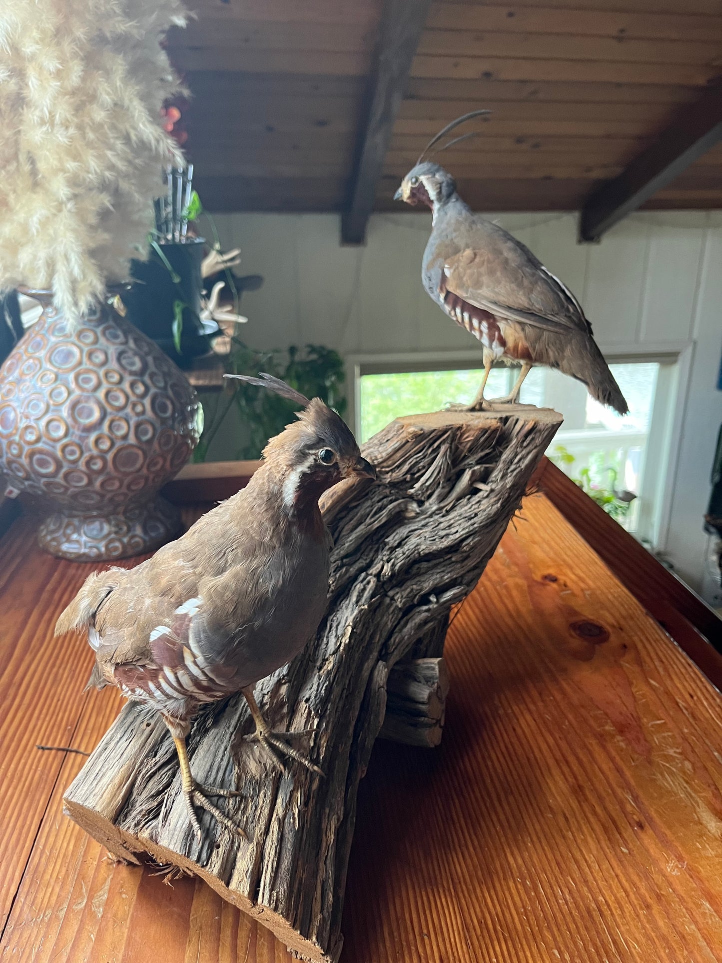 Pair of vintage taxidermy quail