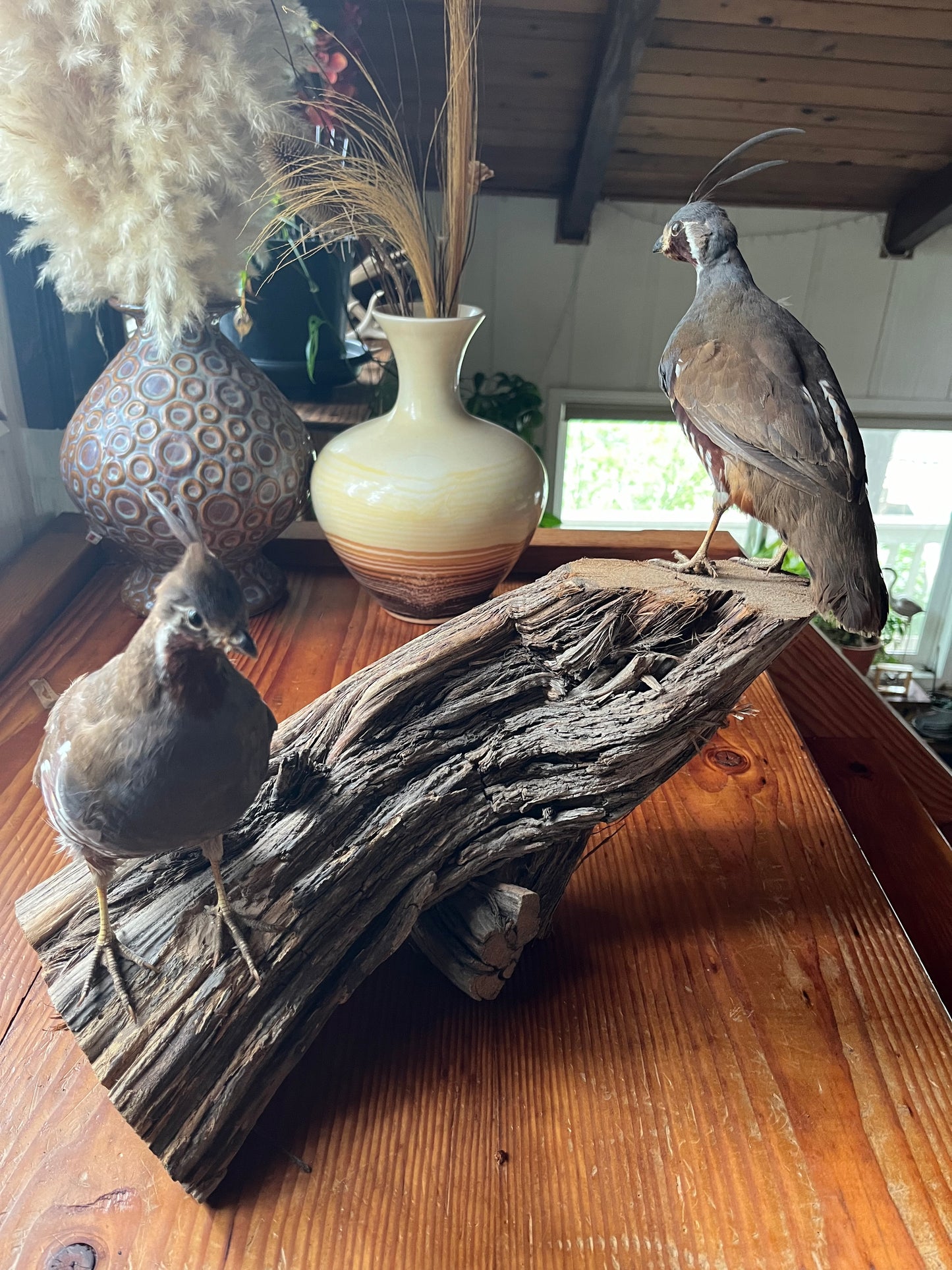 Pair of vintage taxidermy quail