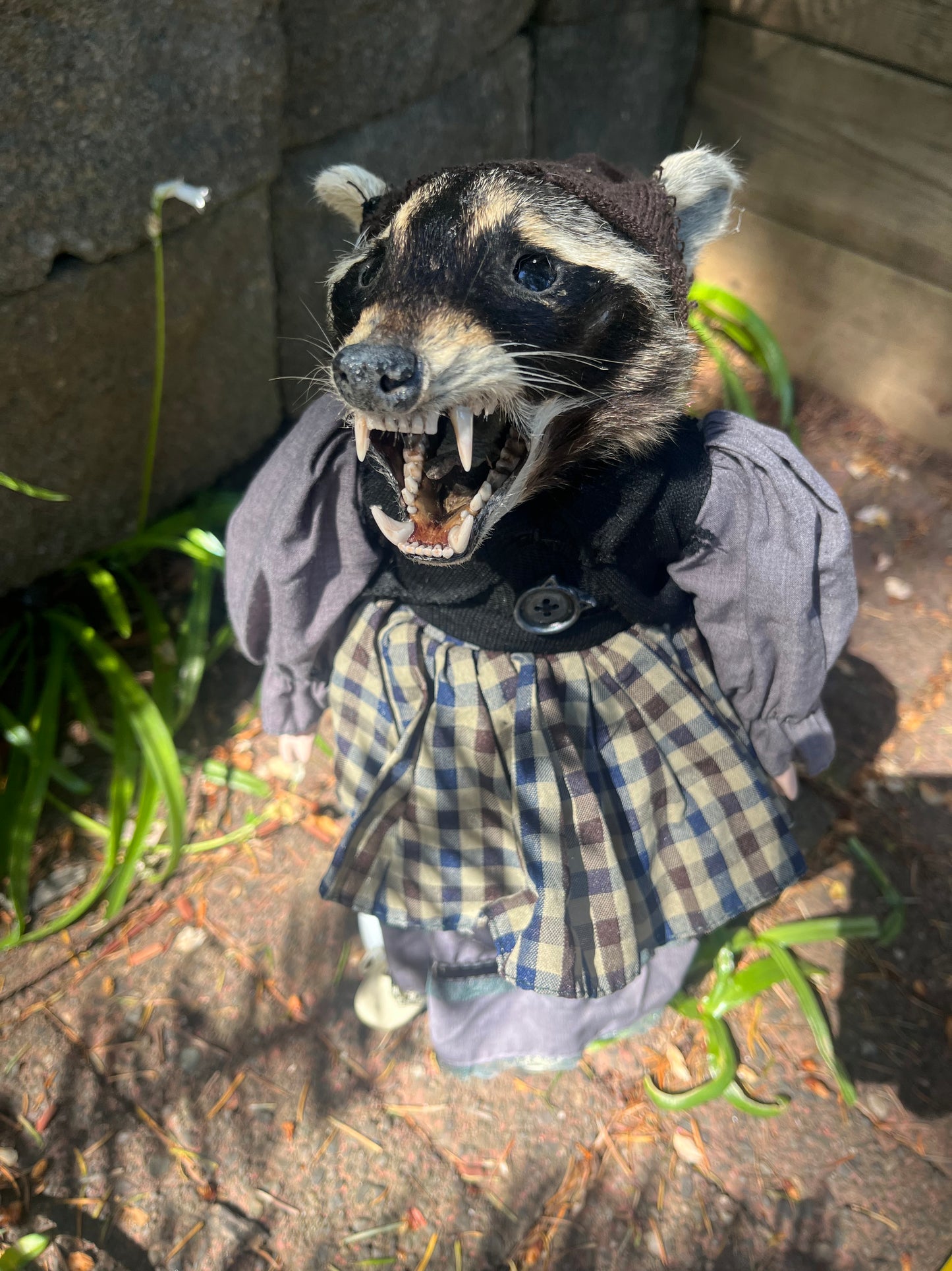 Taxidermy Art doll: raccoon