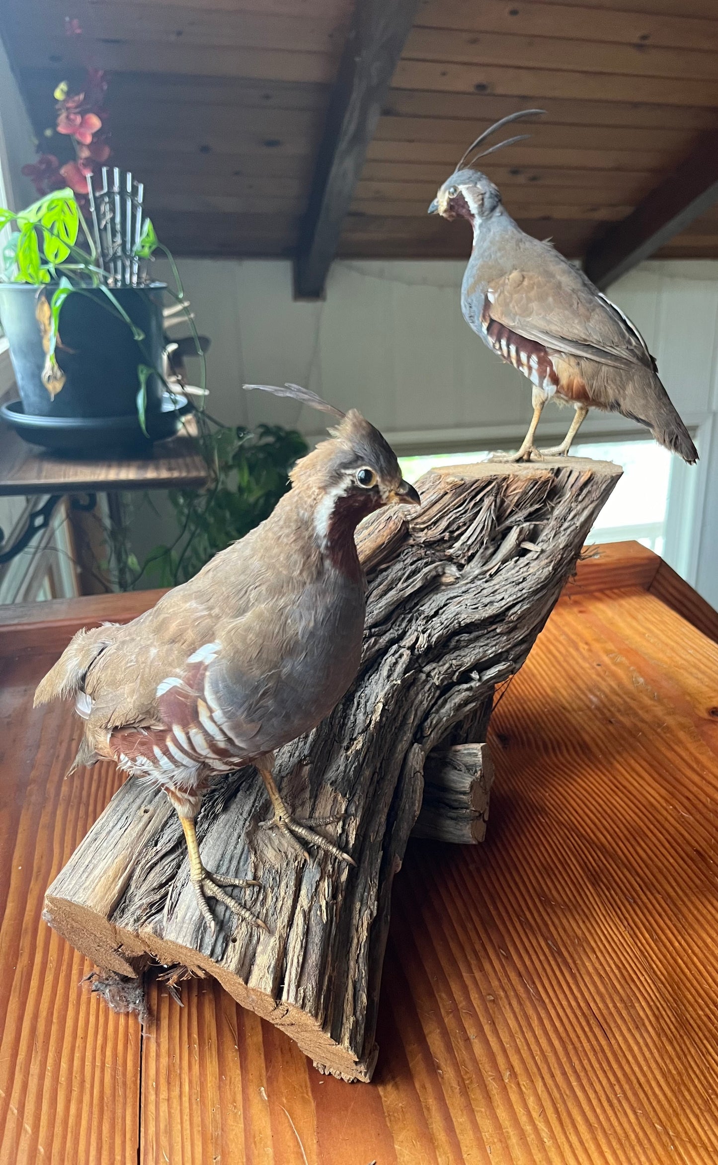 Pair of vintage taxidermy quail