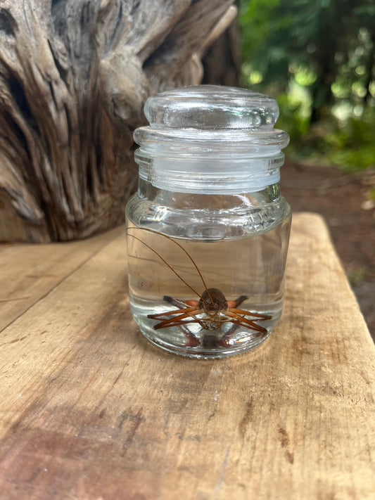 Cave cricket