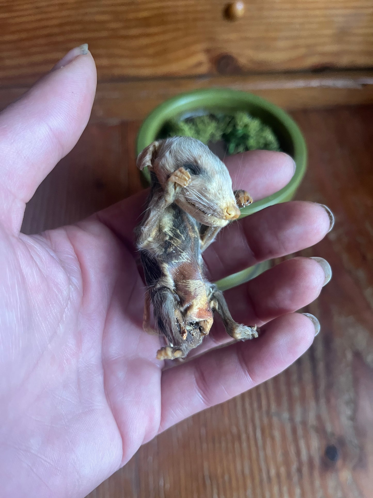 Mummified baby opossum in dome