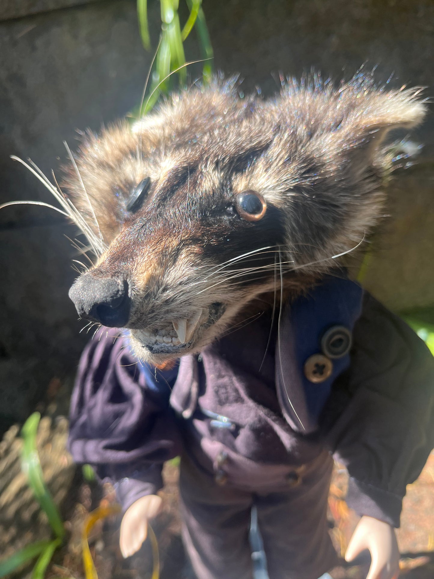 Button Eye Raccoon