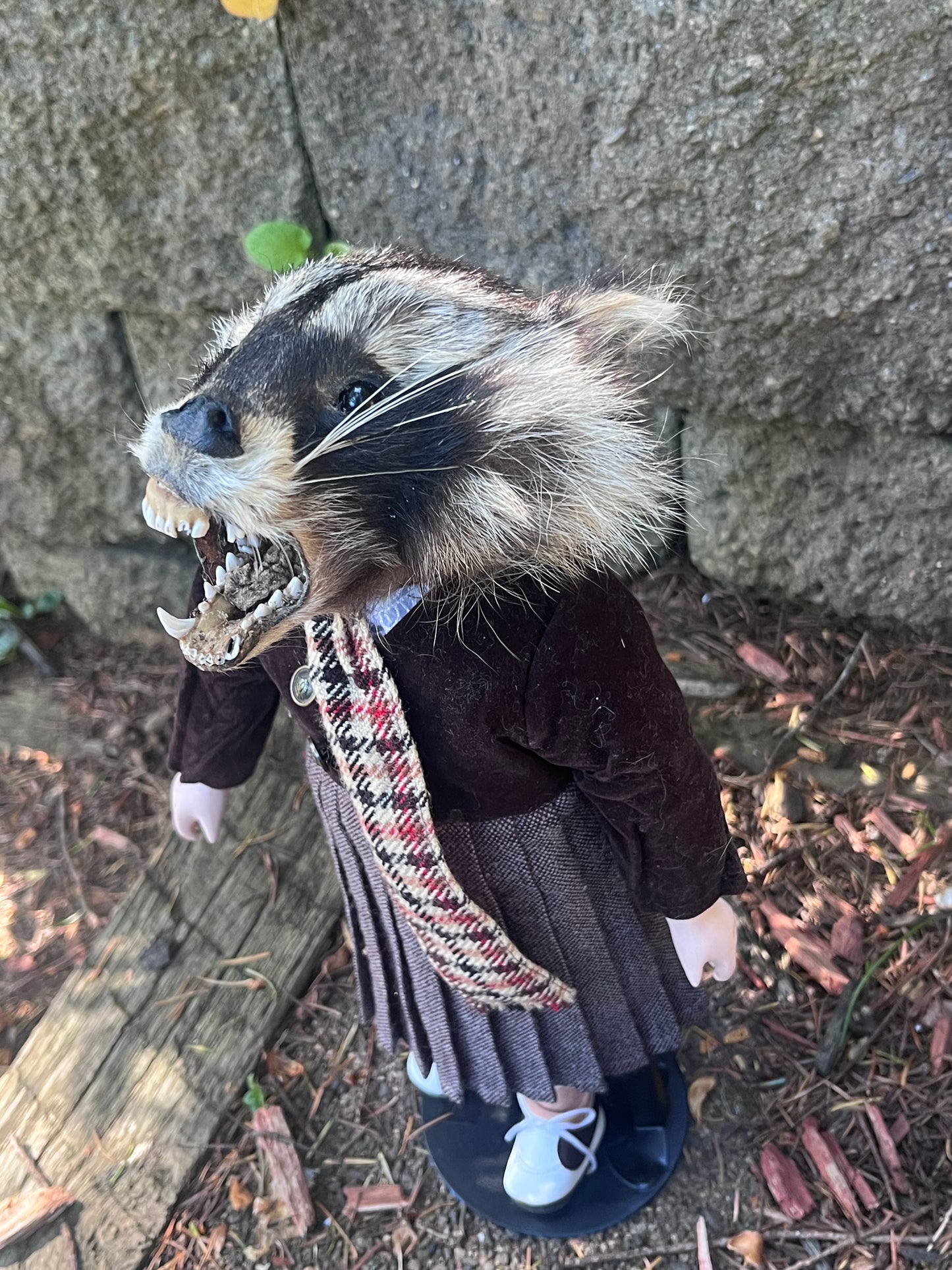 Orphan raccoon