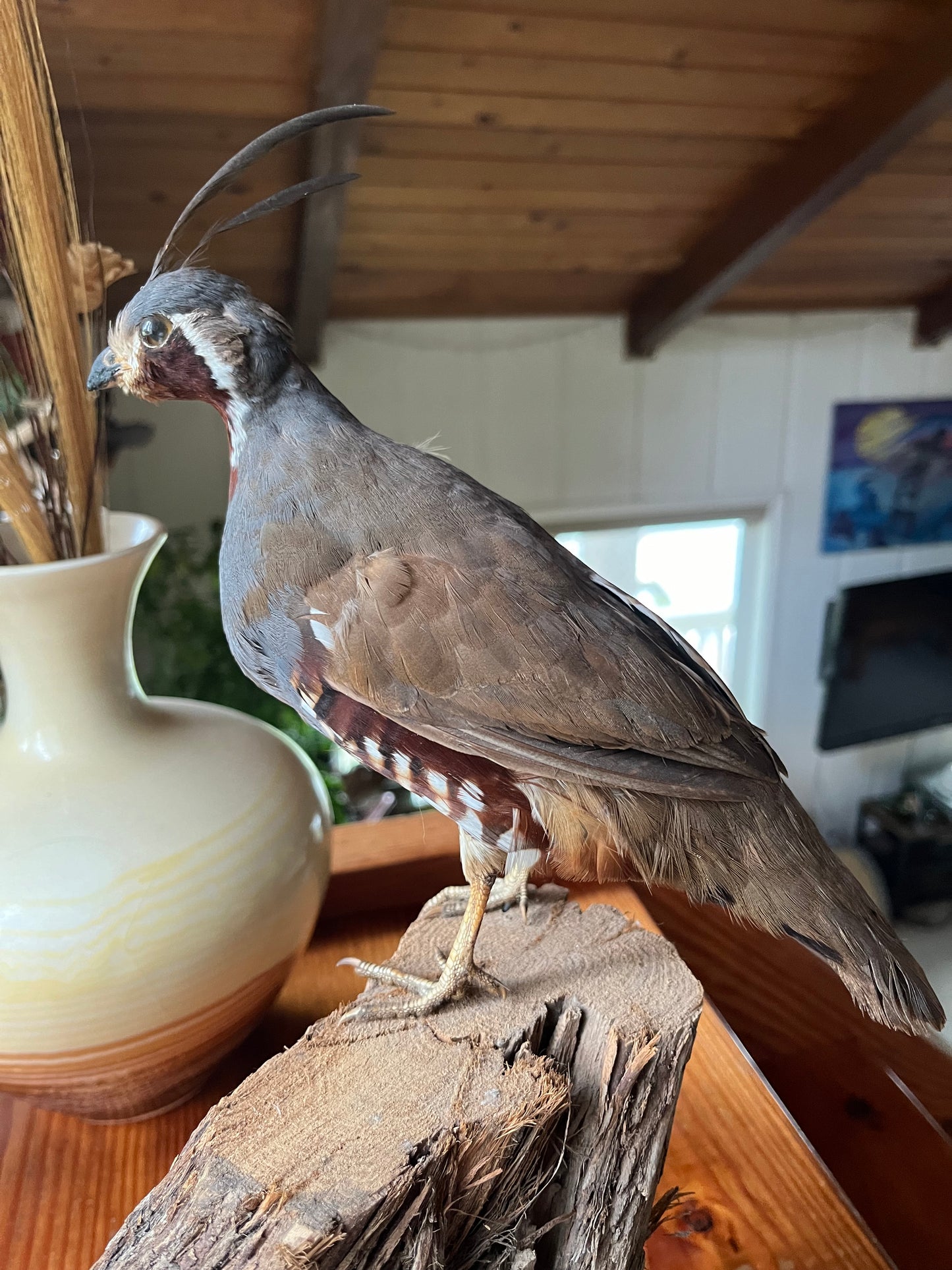 Pair of vintage taxidermy quail