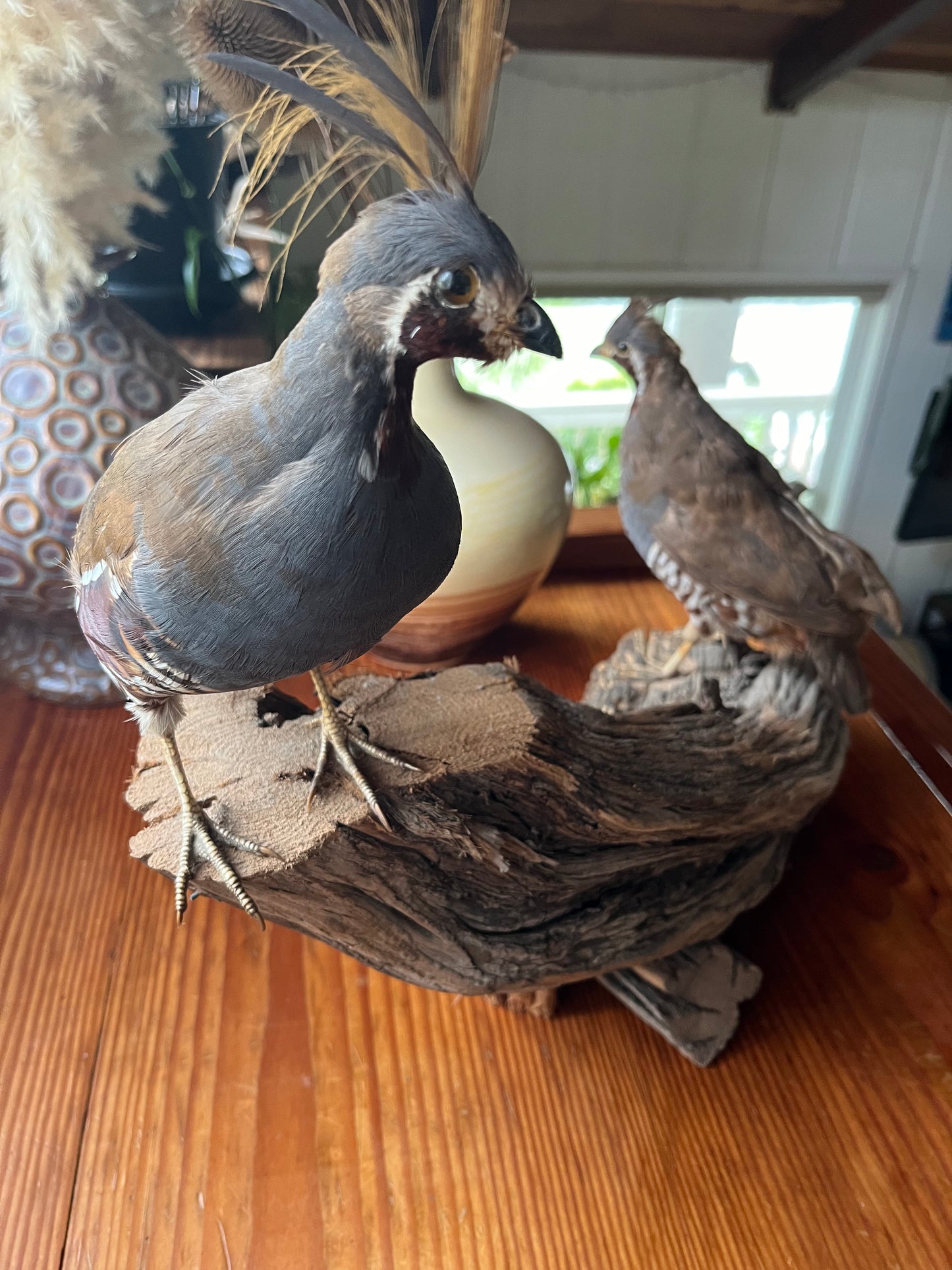 Pair of vintage taxidermy quail