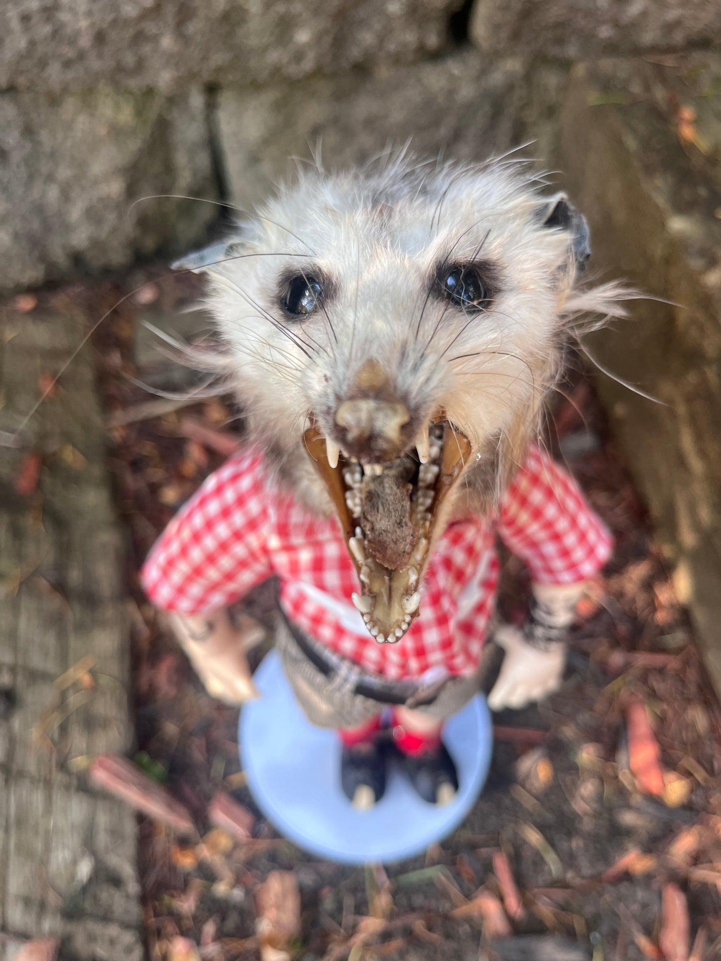 Hardcore opossum