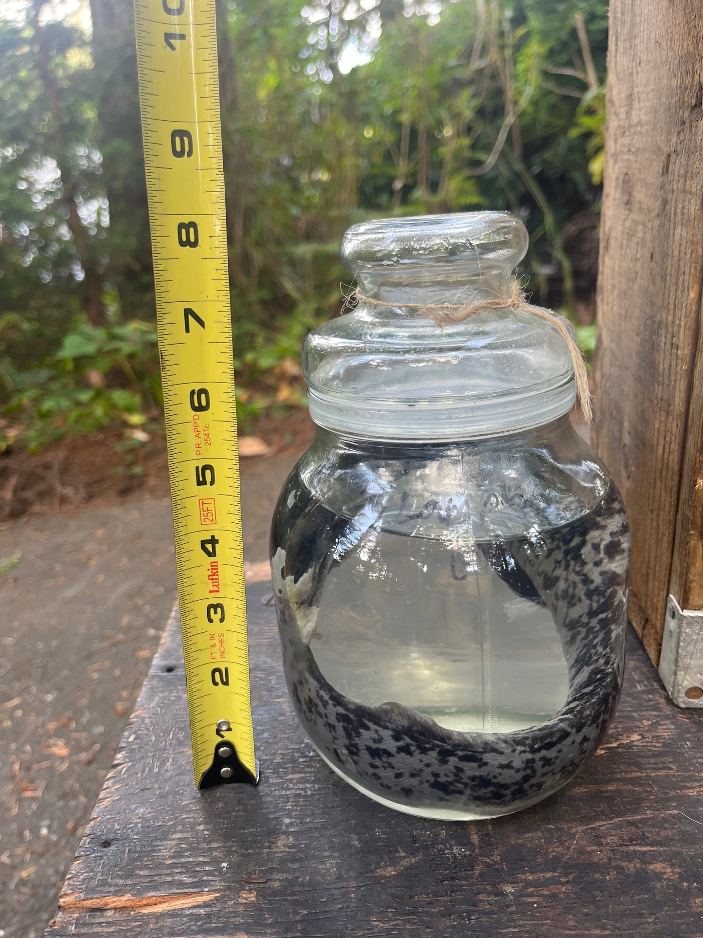 Lamprey wet specimen