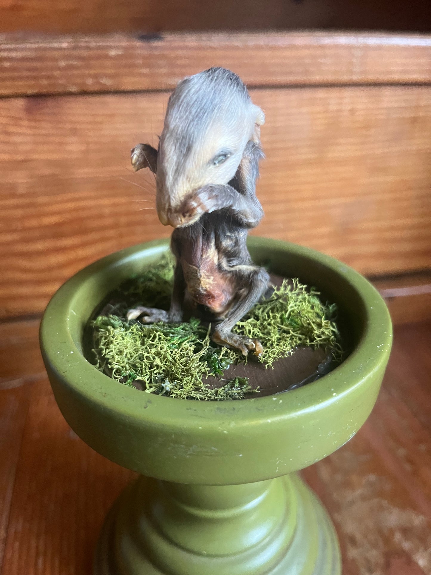 Mummified baby opossum in dome