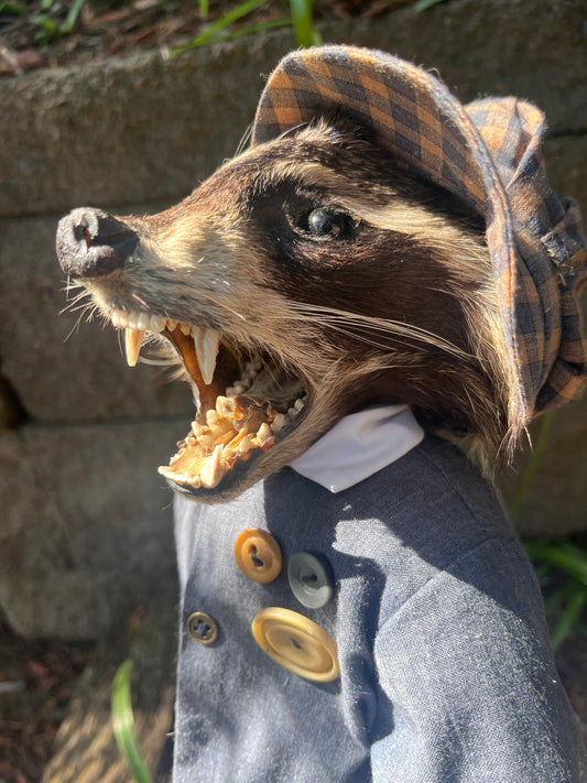 Dapper raccoon