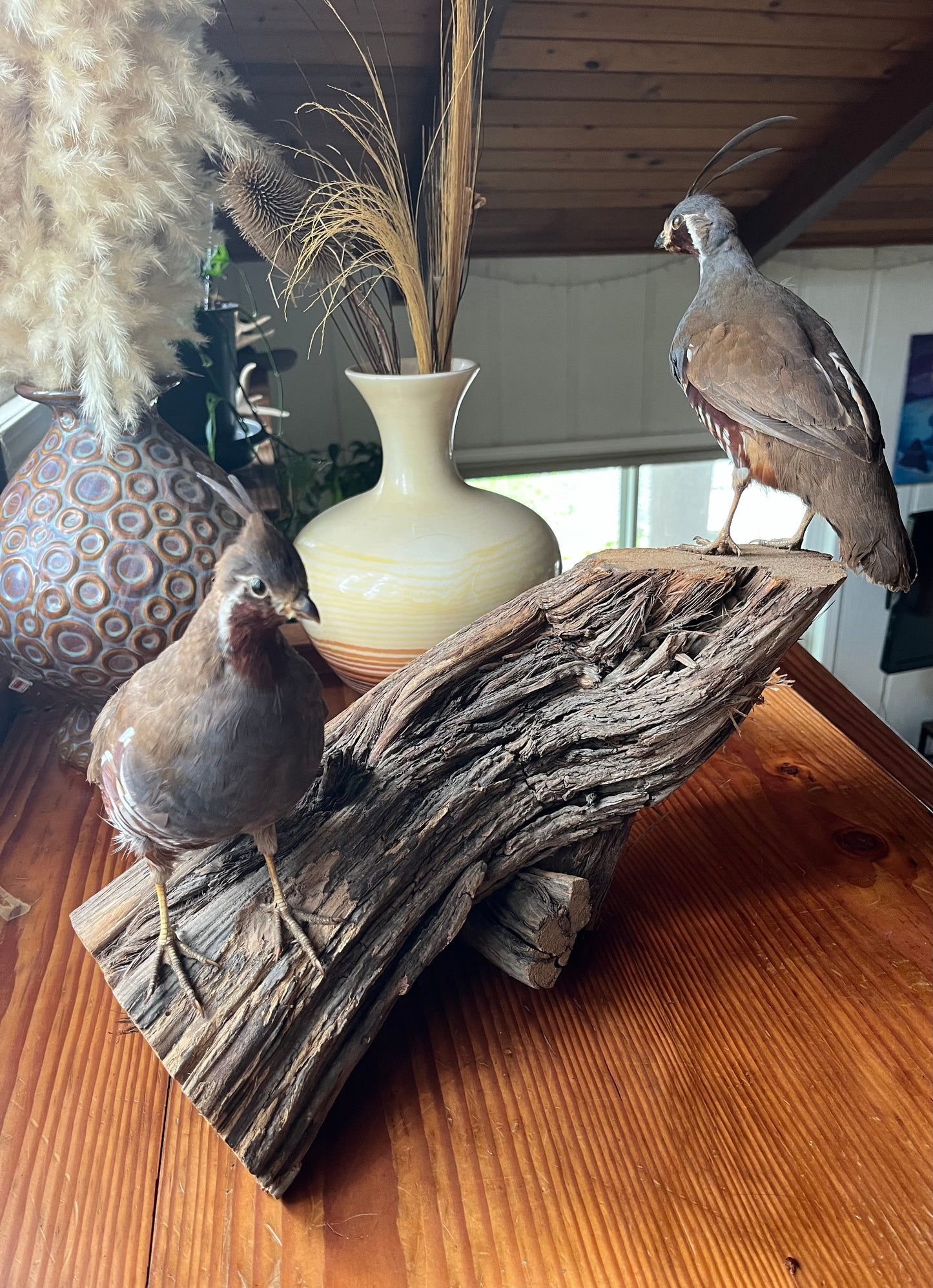 Pair of vintage taxidermy quail