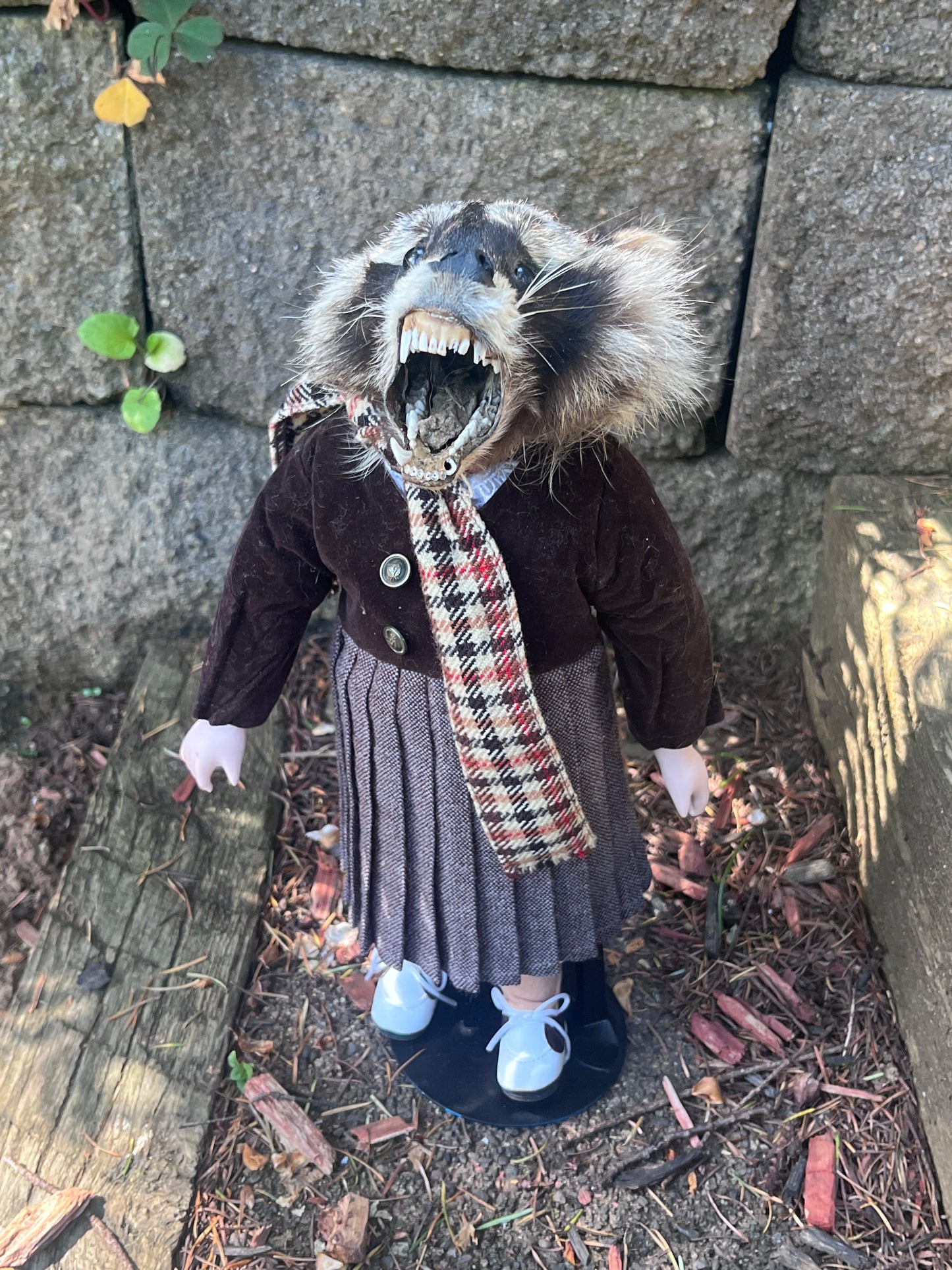Orphan raccoon