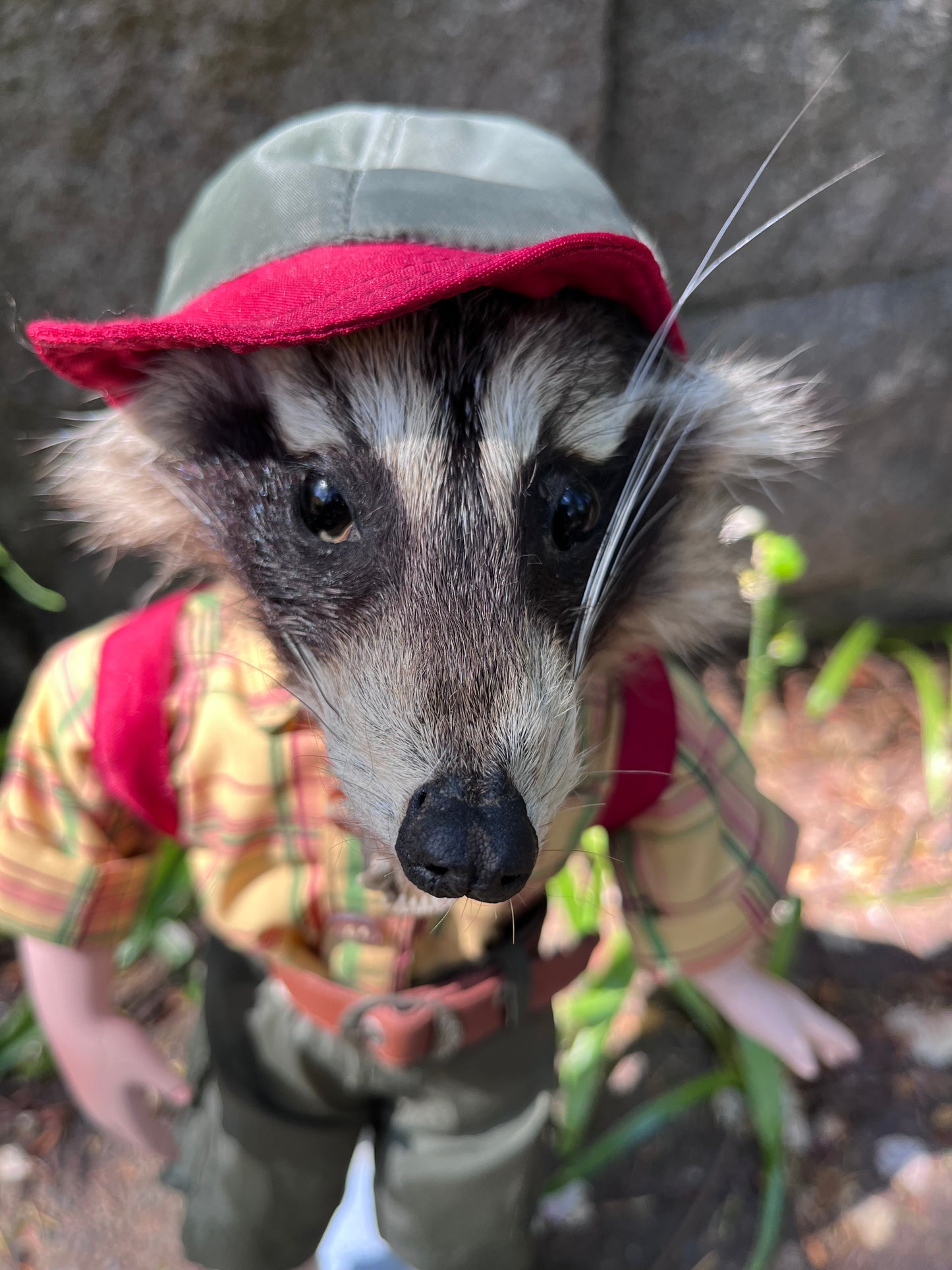 Lil camper raccoon