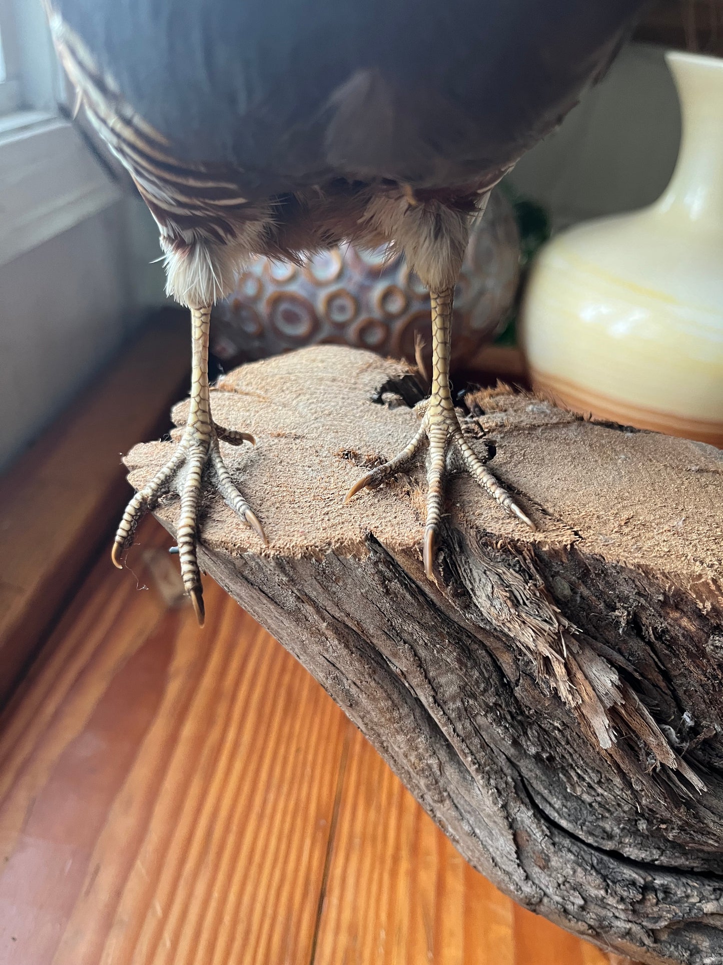 Pair of vintage taxidermy quail