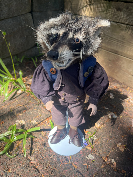 Button Eye Raccoon