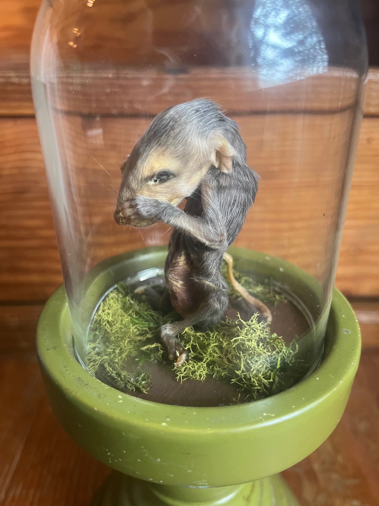 Mummified baby opossum in dome