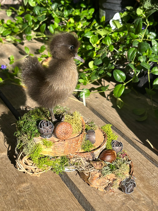 Taxidermy duckling