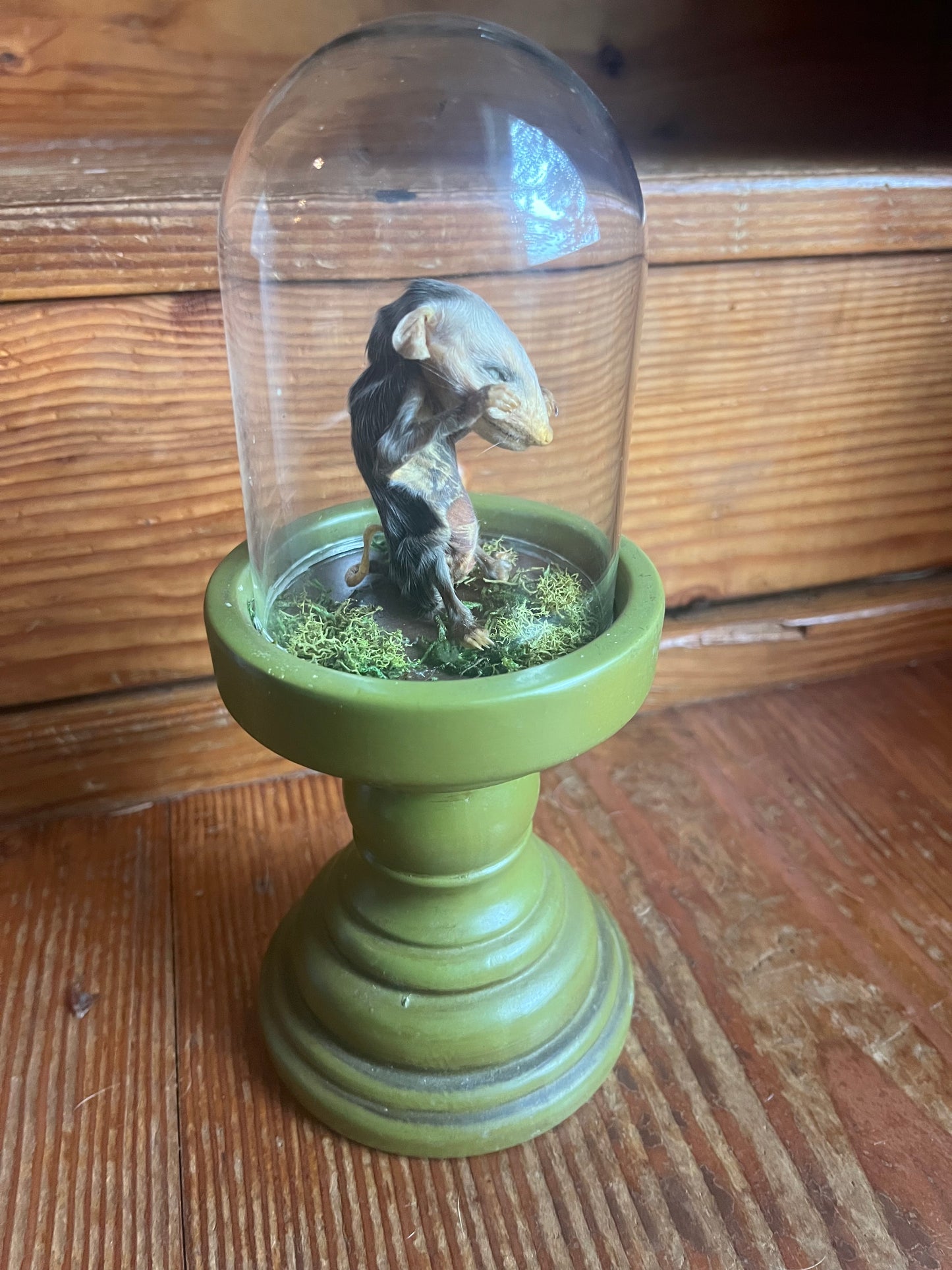 Mummified baby opossum in dome