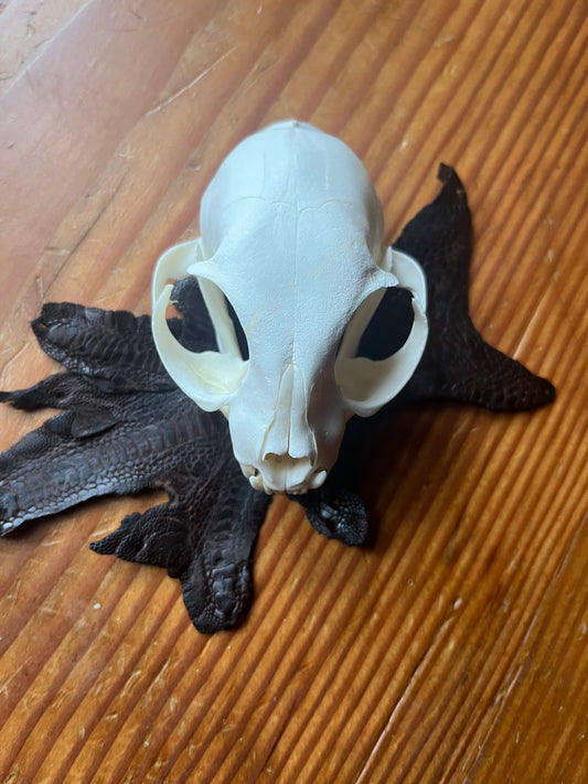 Cat skull with Chicken Leather