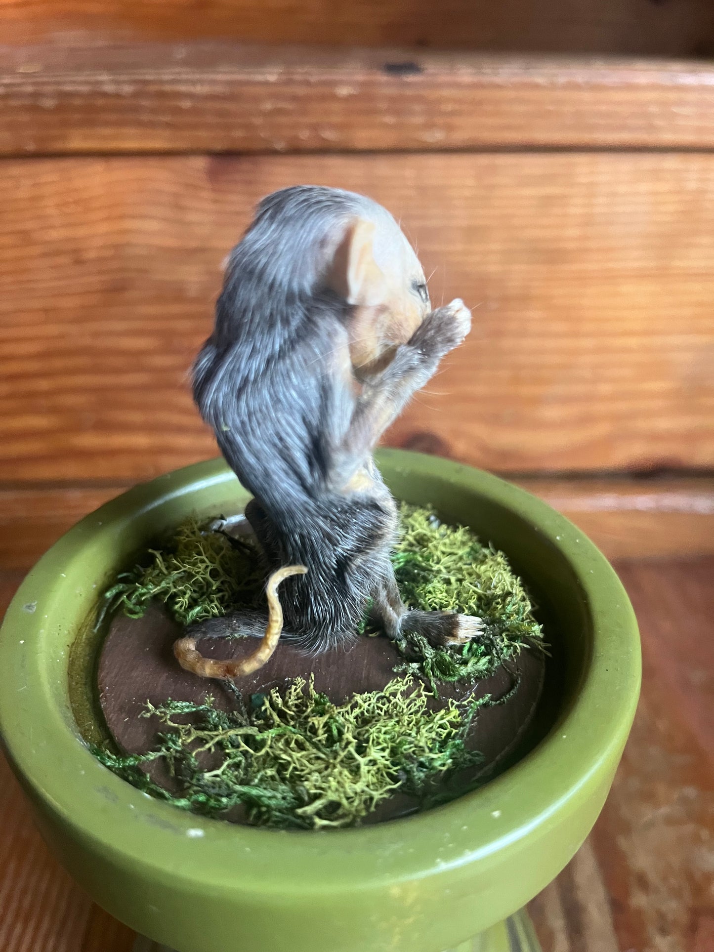 Mummified baby opossum in dome