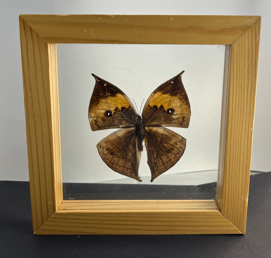 Framed Indian Oakleaf Butterfly